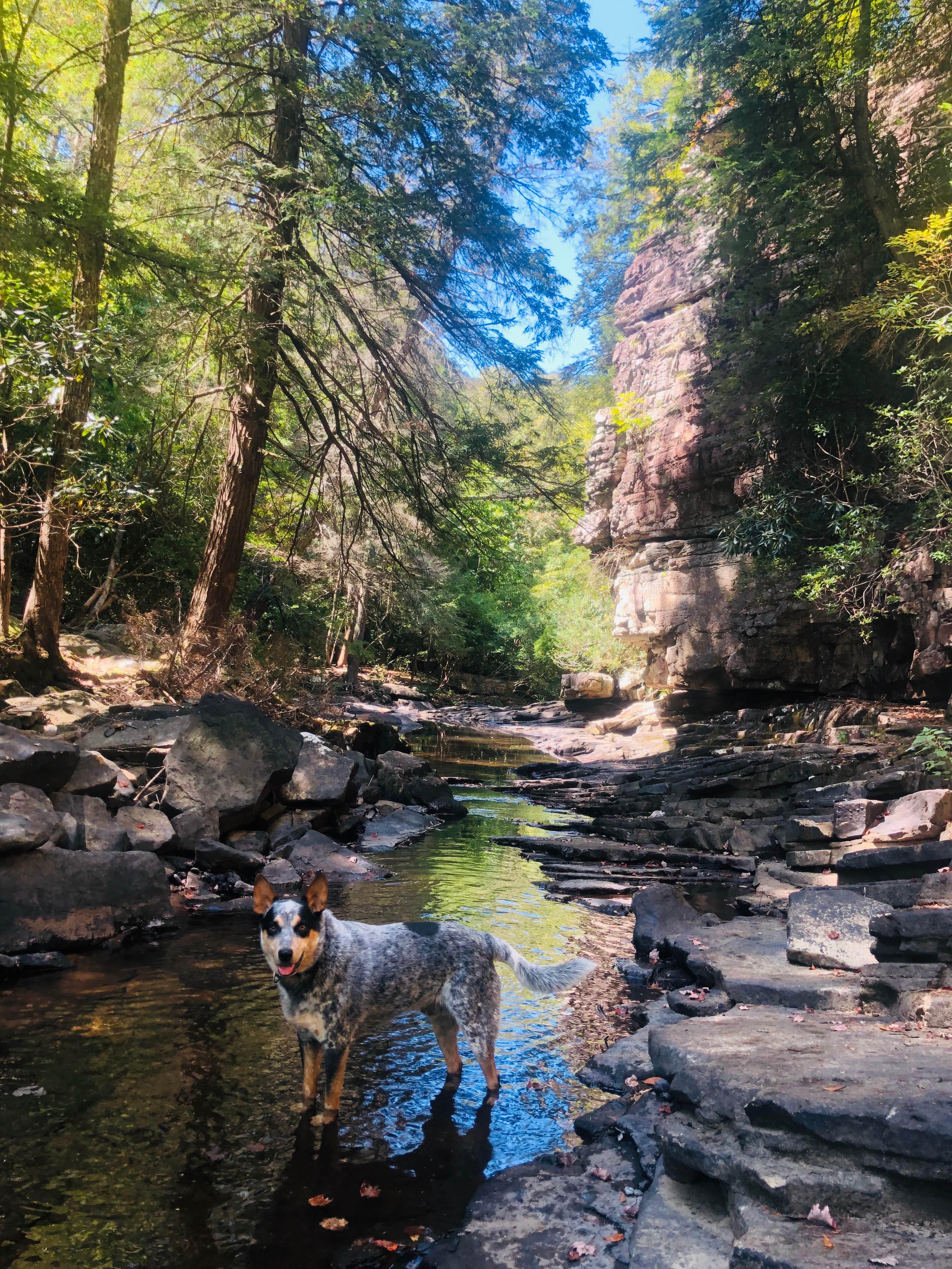Shelly S.'s photo of camping with pets at Fall Creek Falls State Park Campground near Walling, TN