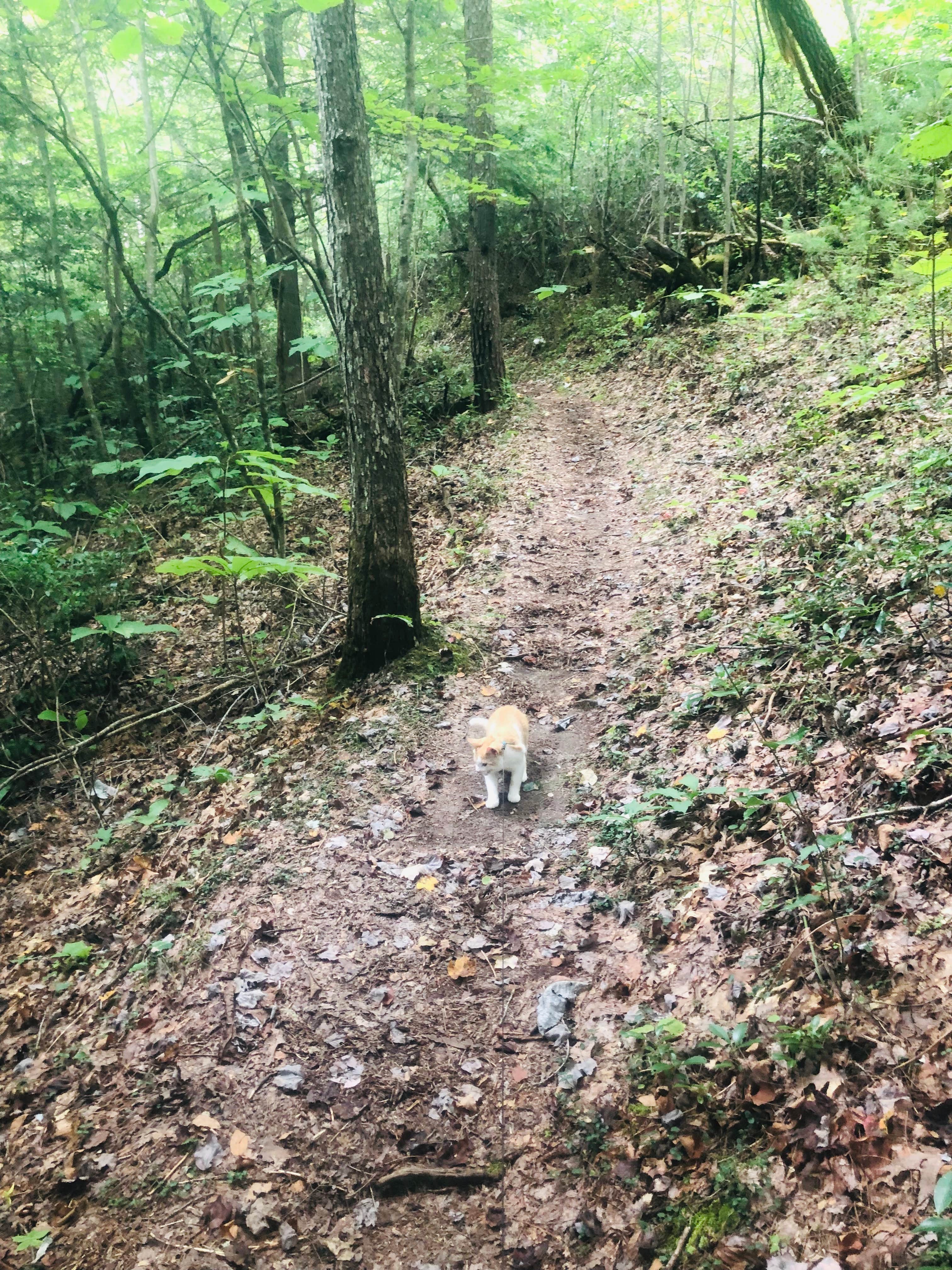Shelly S.'s photo of camping with pets at Pickett CCC Memorial State Park Campground near Byrdstown, TN
