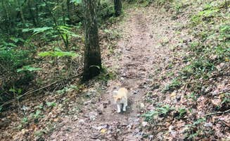 Shelly S.'s photo of camping with pets at Pickett CCC Memorial State Park Campground near Albany, KY