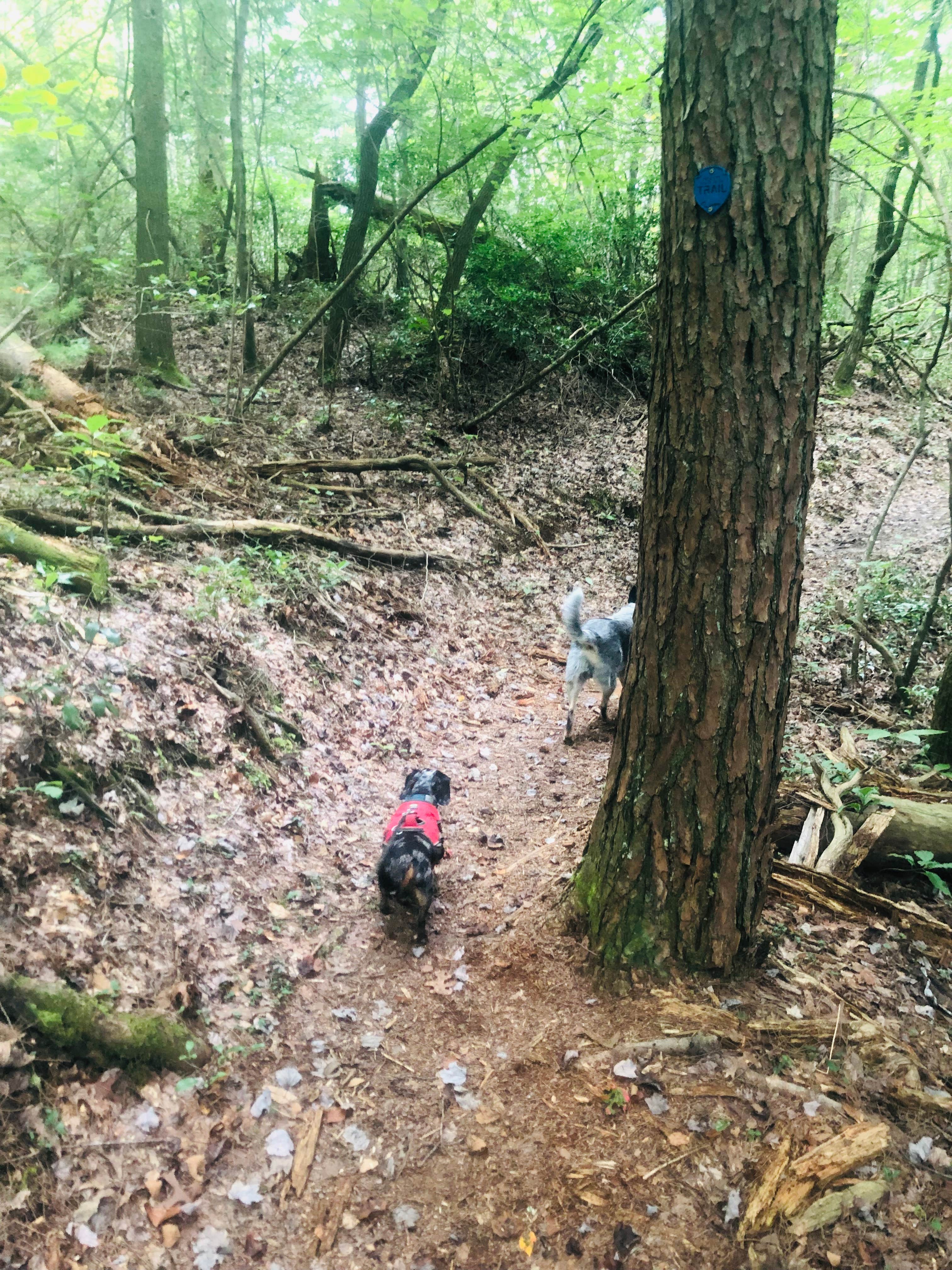 Shelly S.'s photo of camping with pets at Pickett CCC Memorial State Park Campground near Stearns, KY