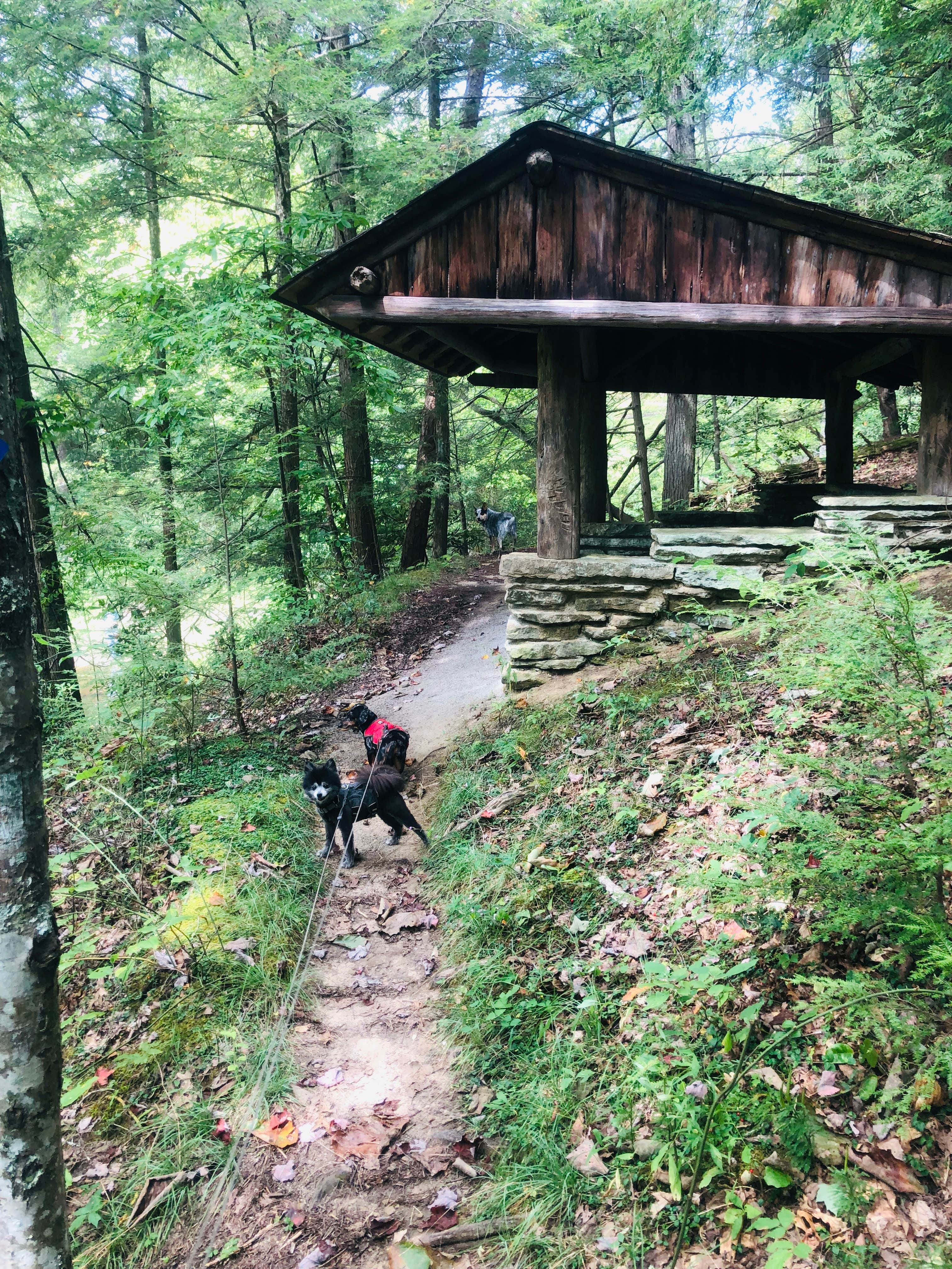 Shelly S.'s photo of camping with pets at Pickett CCC Memorial State Park Campground near Lake Cumberland