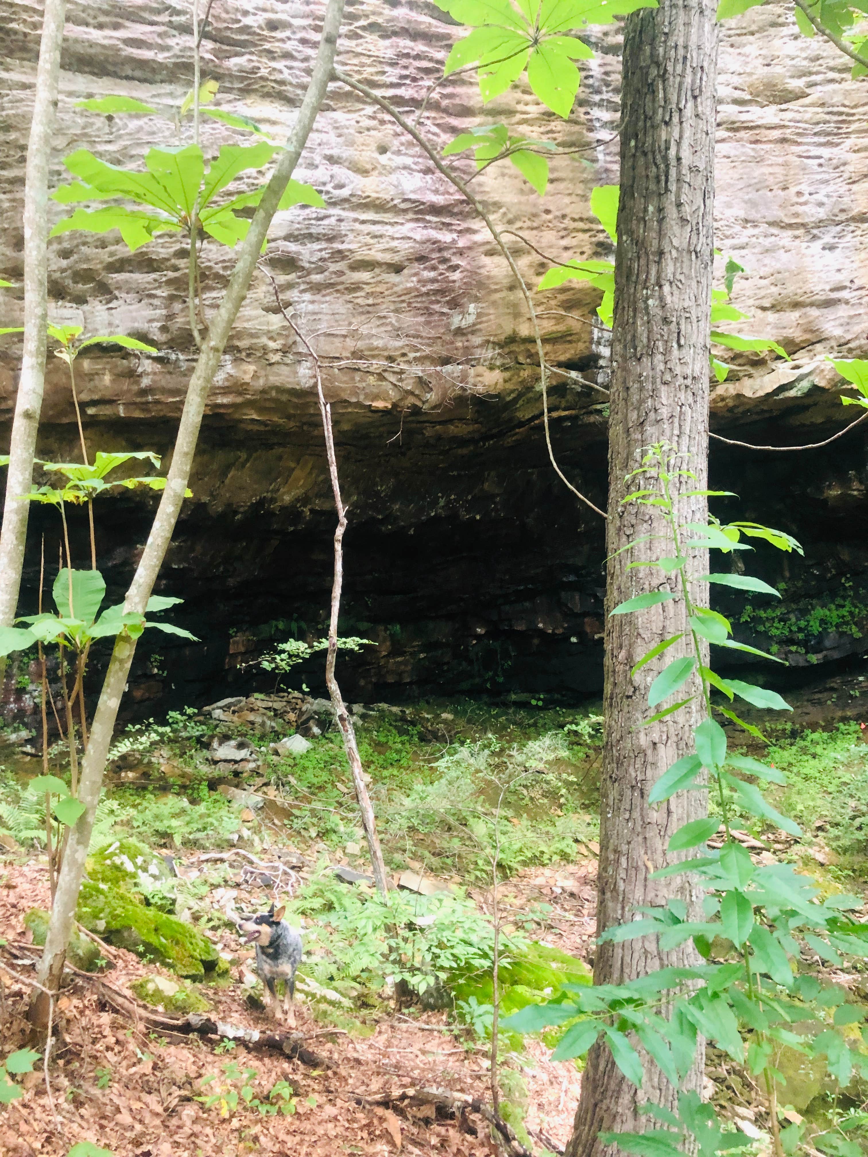 Camper-submitted photo at East Fork Stables near Jamestown, TN
