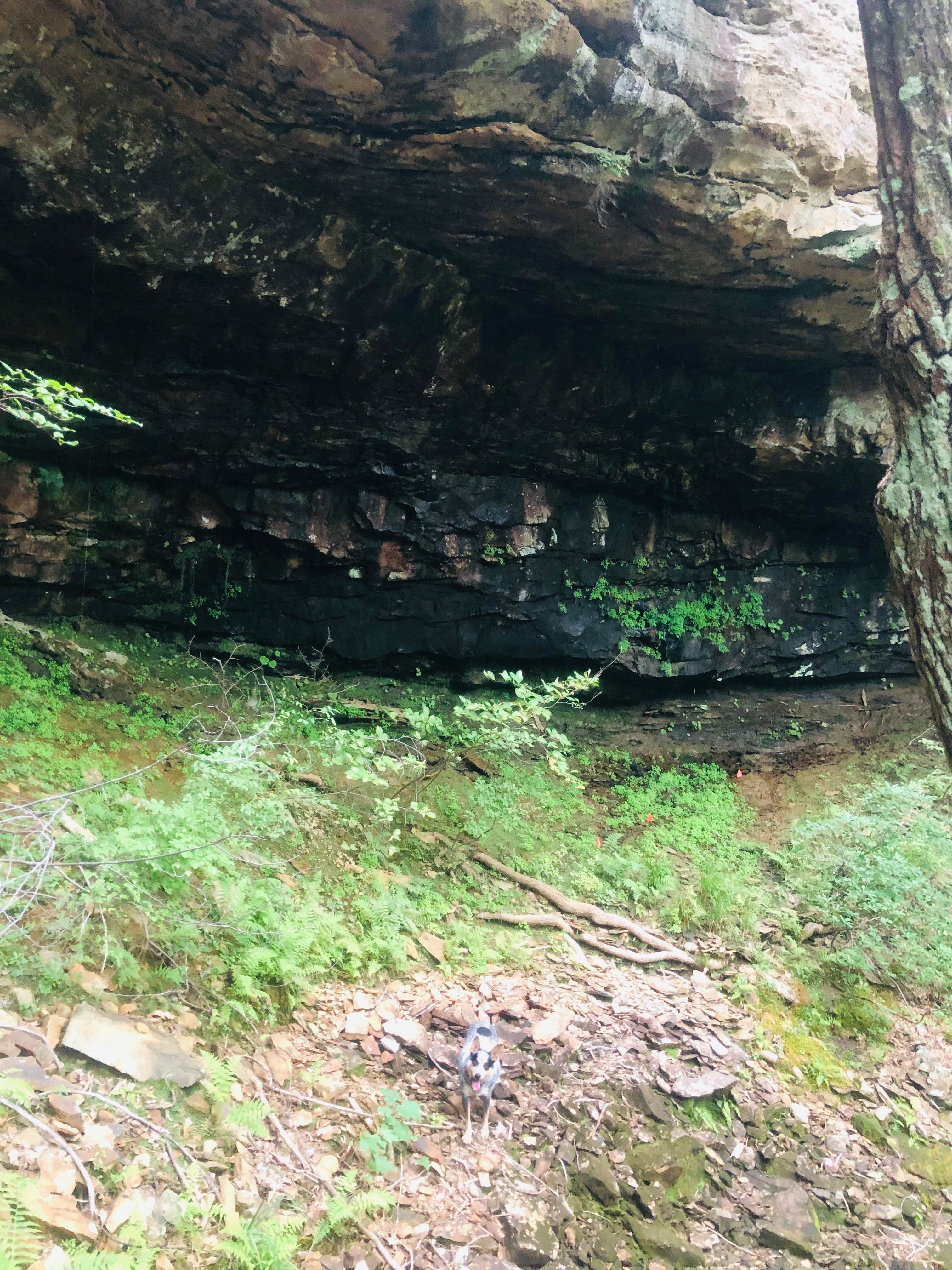 Camper-submitted photo at East Fork Stables near Jamestown, TN