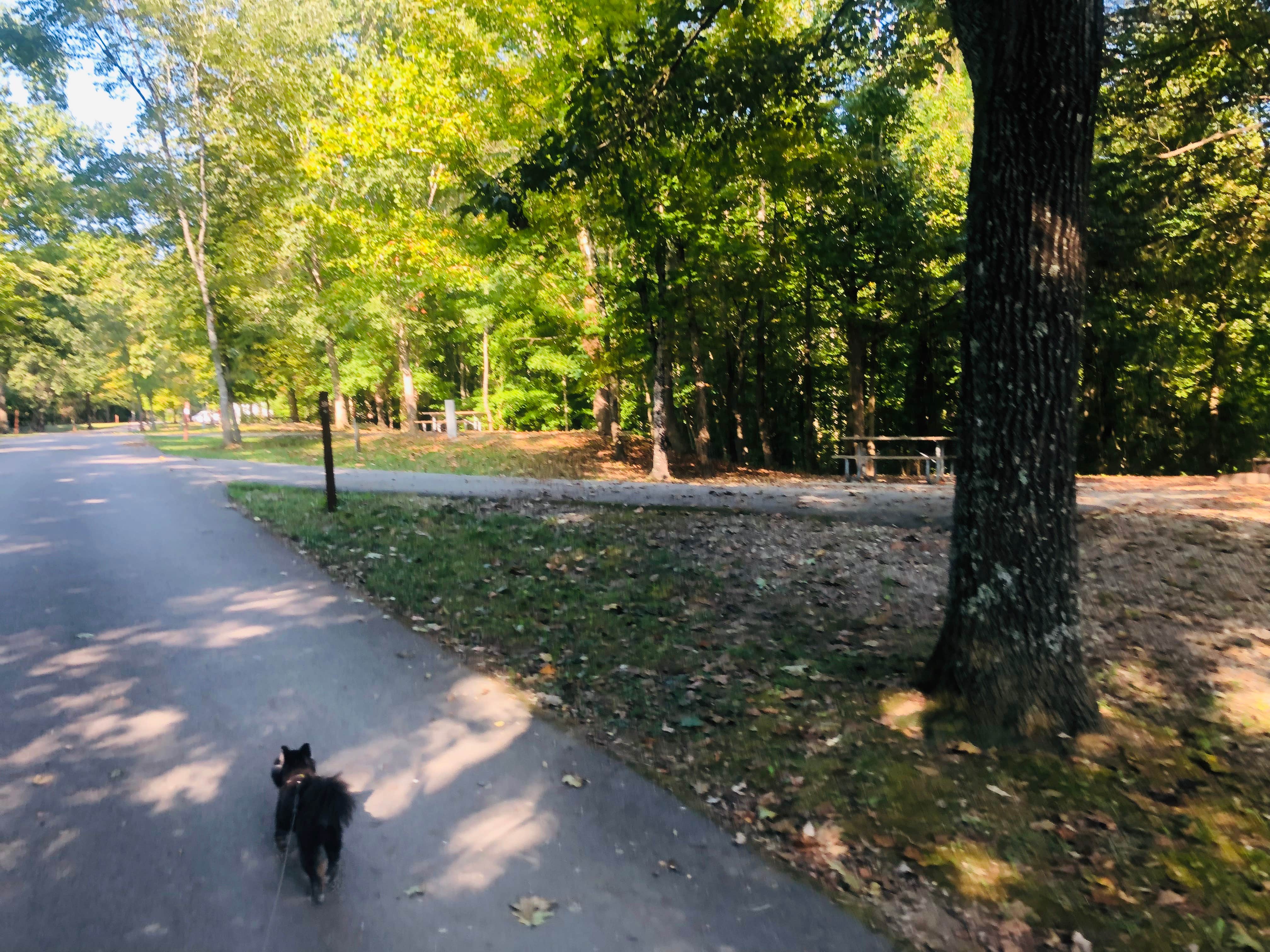 Shelly S.'s photo of camping with pets at Big Ridge State Park Campground near Knoxville, TN