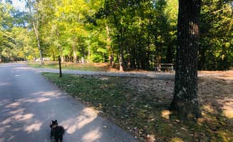 Shelly S.'s photo of camping with pets at Big Ridge State Park Campground near Knoxville, TN