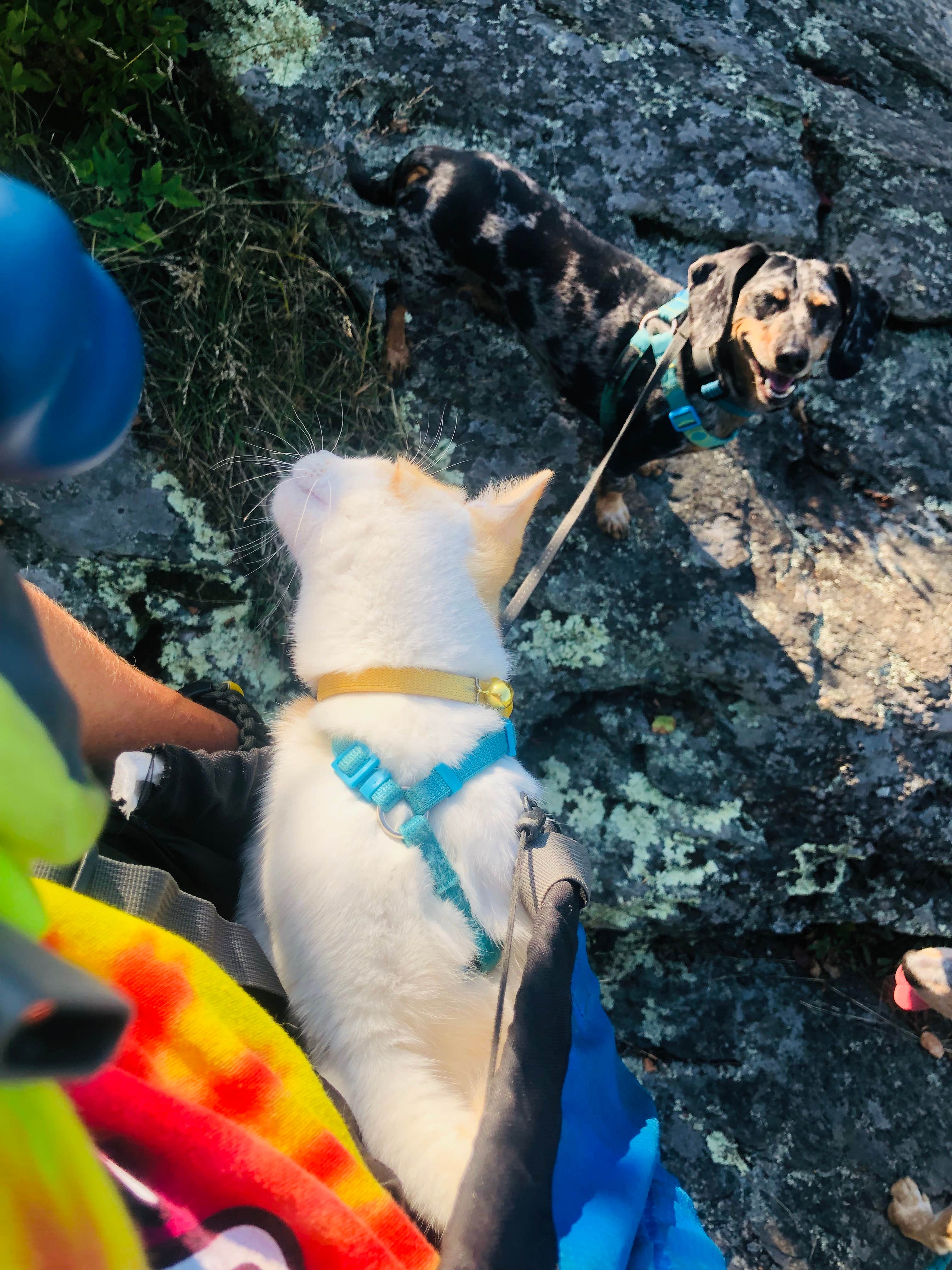 Shelly S.'s photo of camping with pets at West Campground — Norris Dam State Park near Huntsville, TN