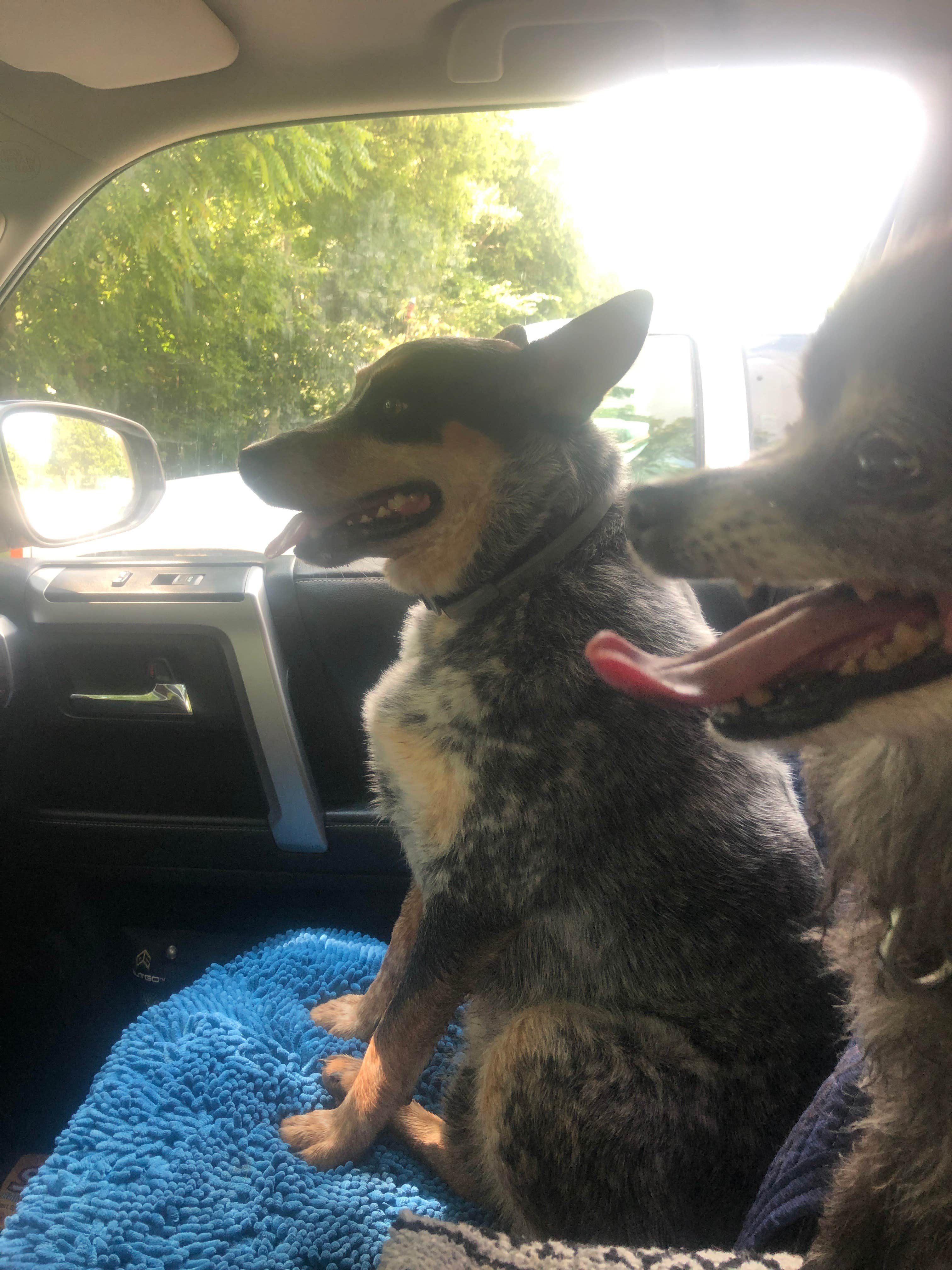 Shelly S.'s photo of camping with pets at Chuck Swan State Forest near Rutledge, TN