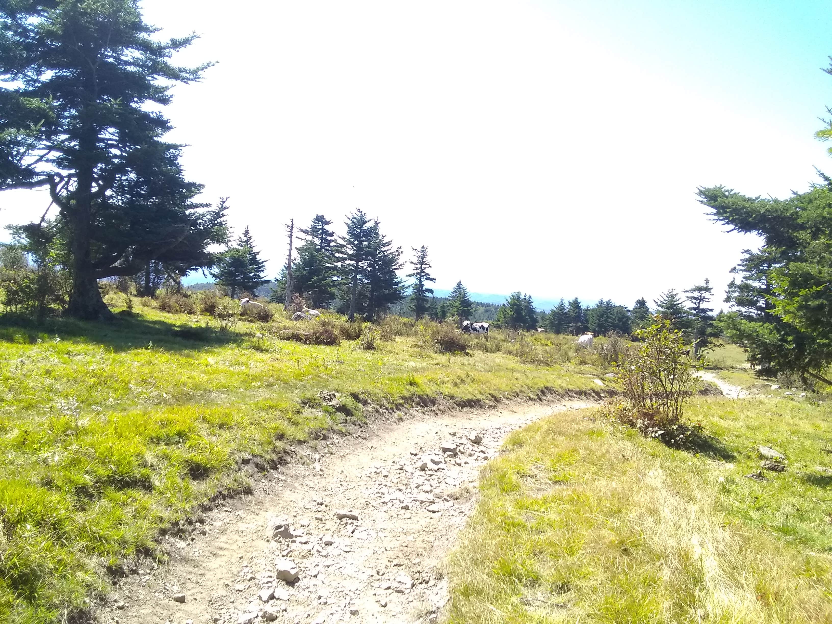 Mount Rogers National Recreation Area The Dyrt