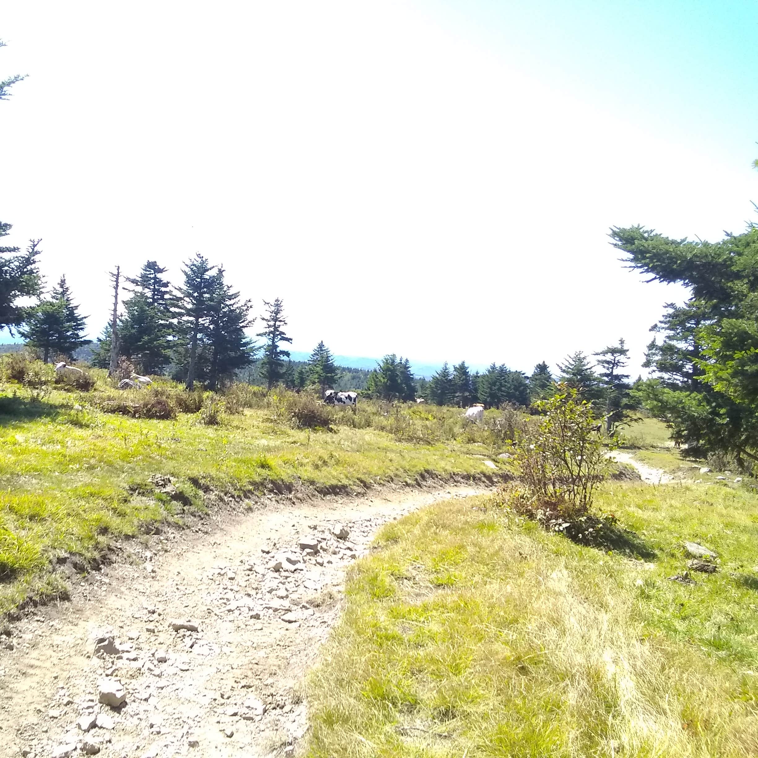 Mount Rogers National Recreation Area The Dyrt