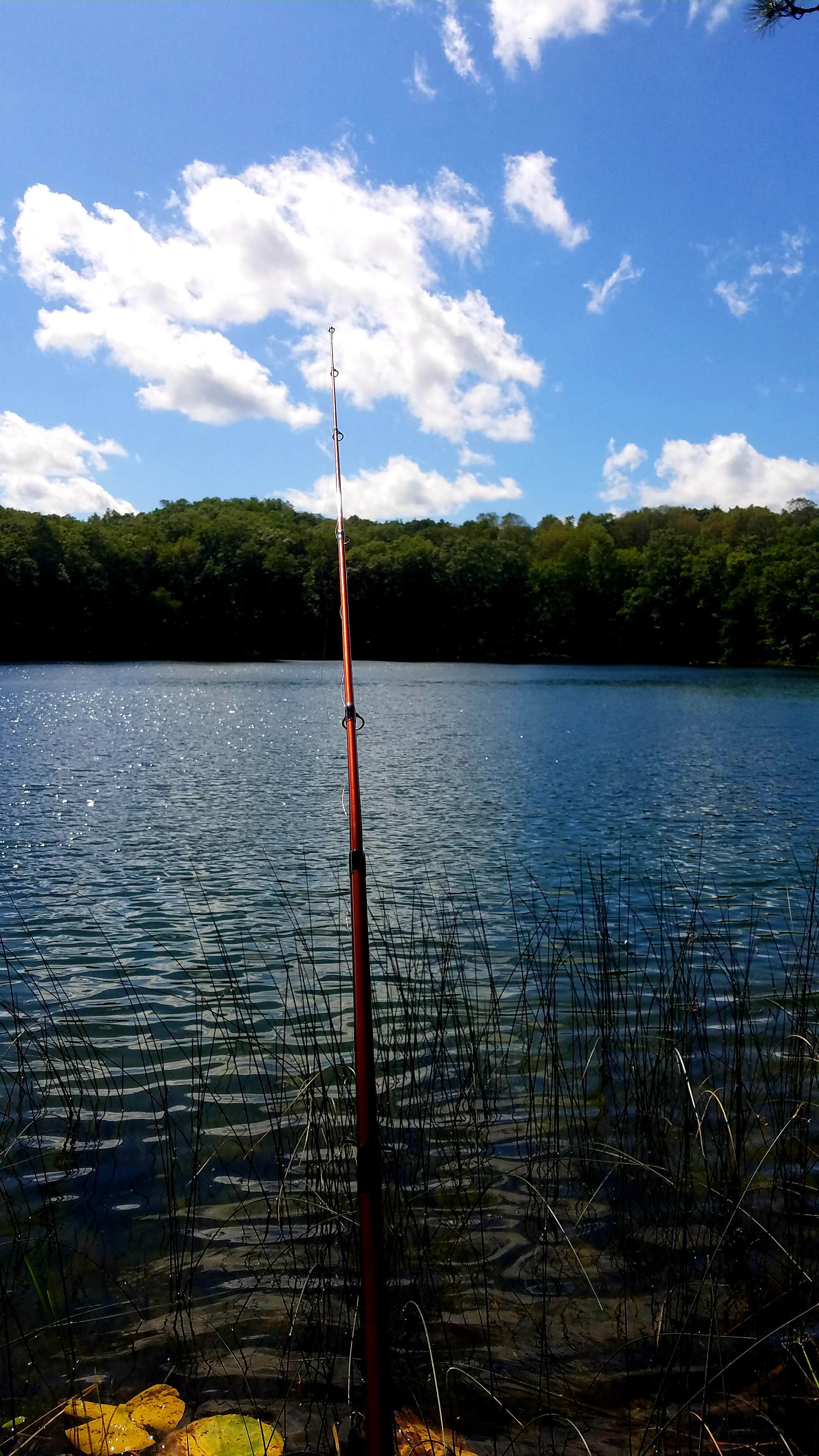 Camper submitted image from Bowman Lake Campground - 4