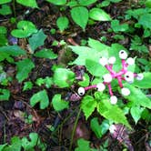 Review photo of Roan Mountain State Park Campground by Bill B., September 26, 2019