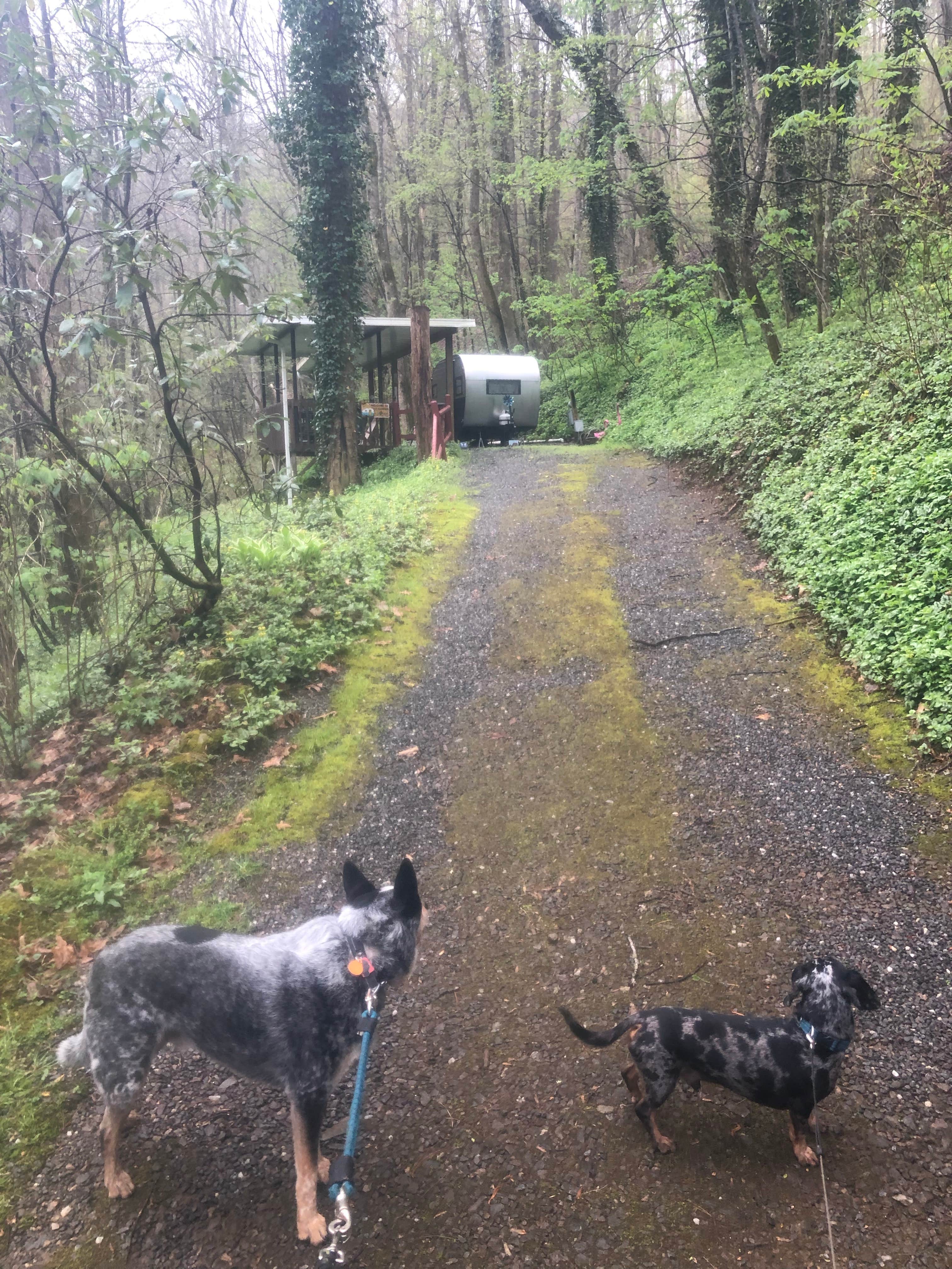 Shelly S.'s photo of camping with pets at Moonshine Creek Campground near Maggie Valley, NC