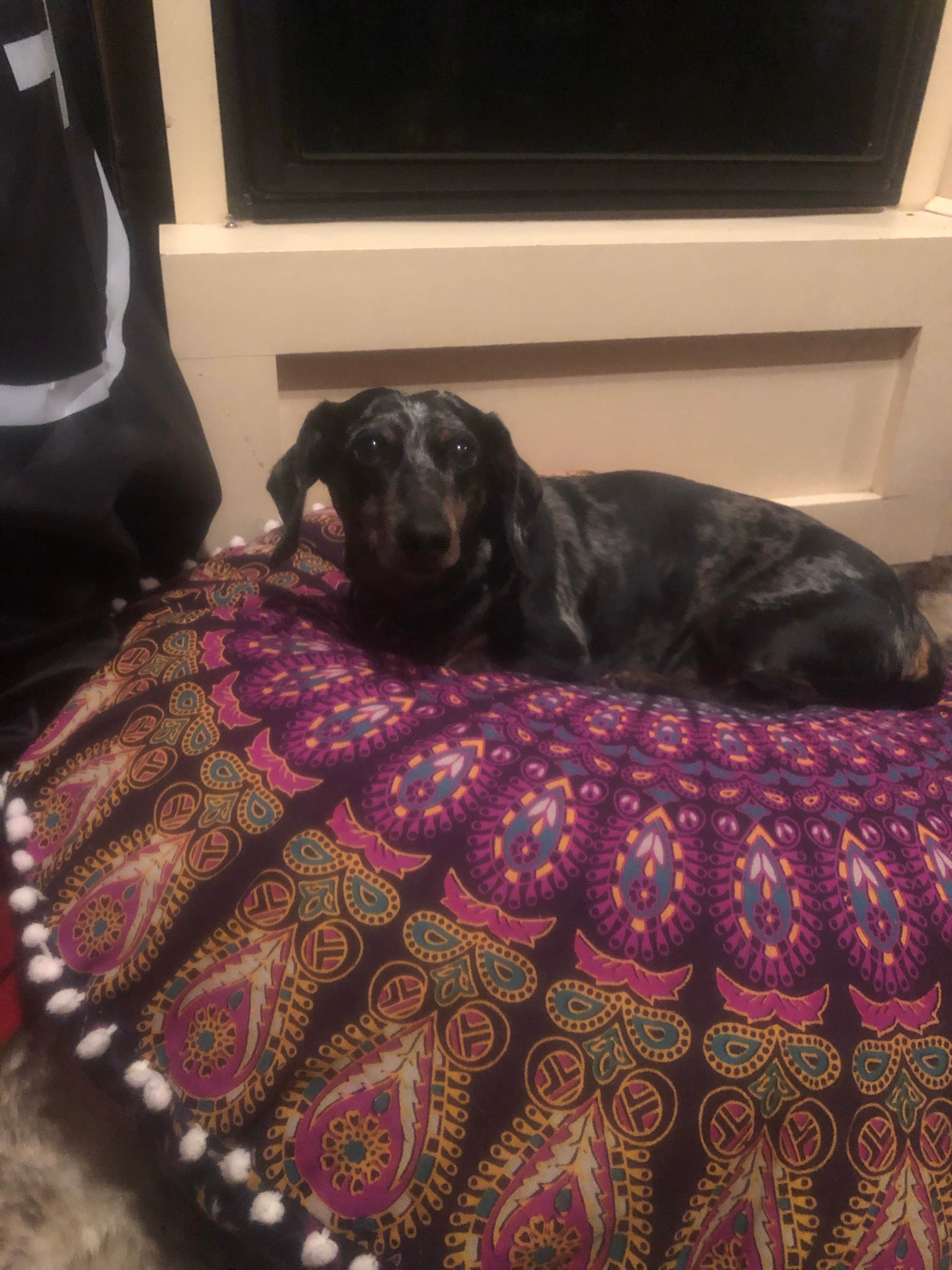 Shelly S.'s photo of camping with pets at Moonshine Creek Campground near Maggie Valley, NC