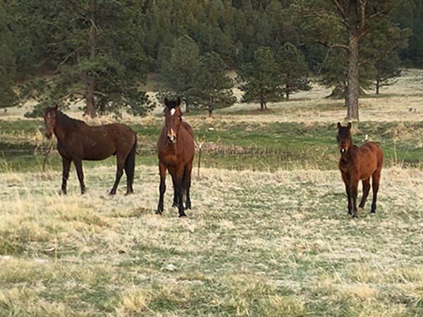 Camper-submitted photo at 16 Springs near Mayhill, NM