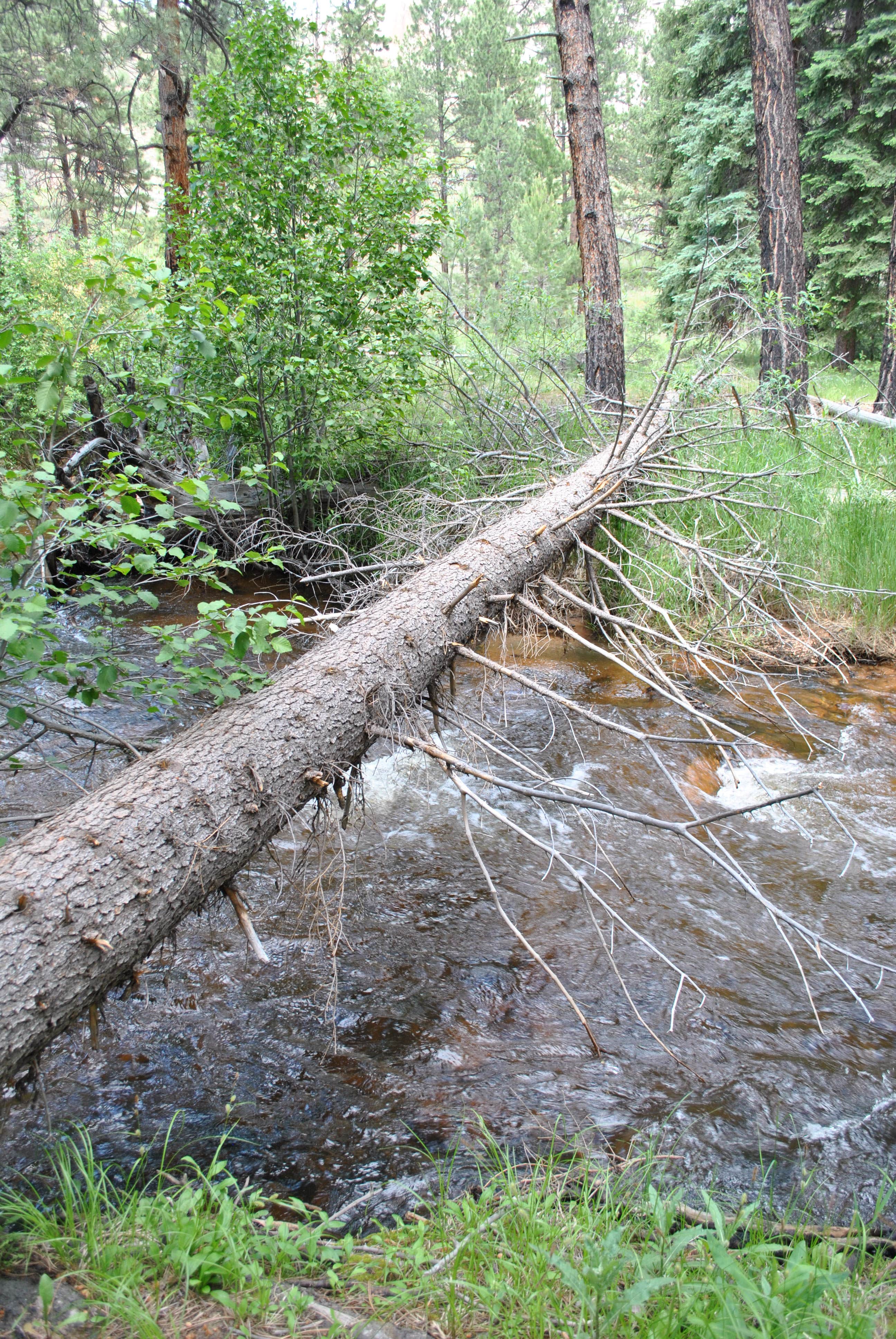 Camper submitted image from Goose Creek Campground - 3