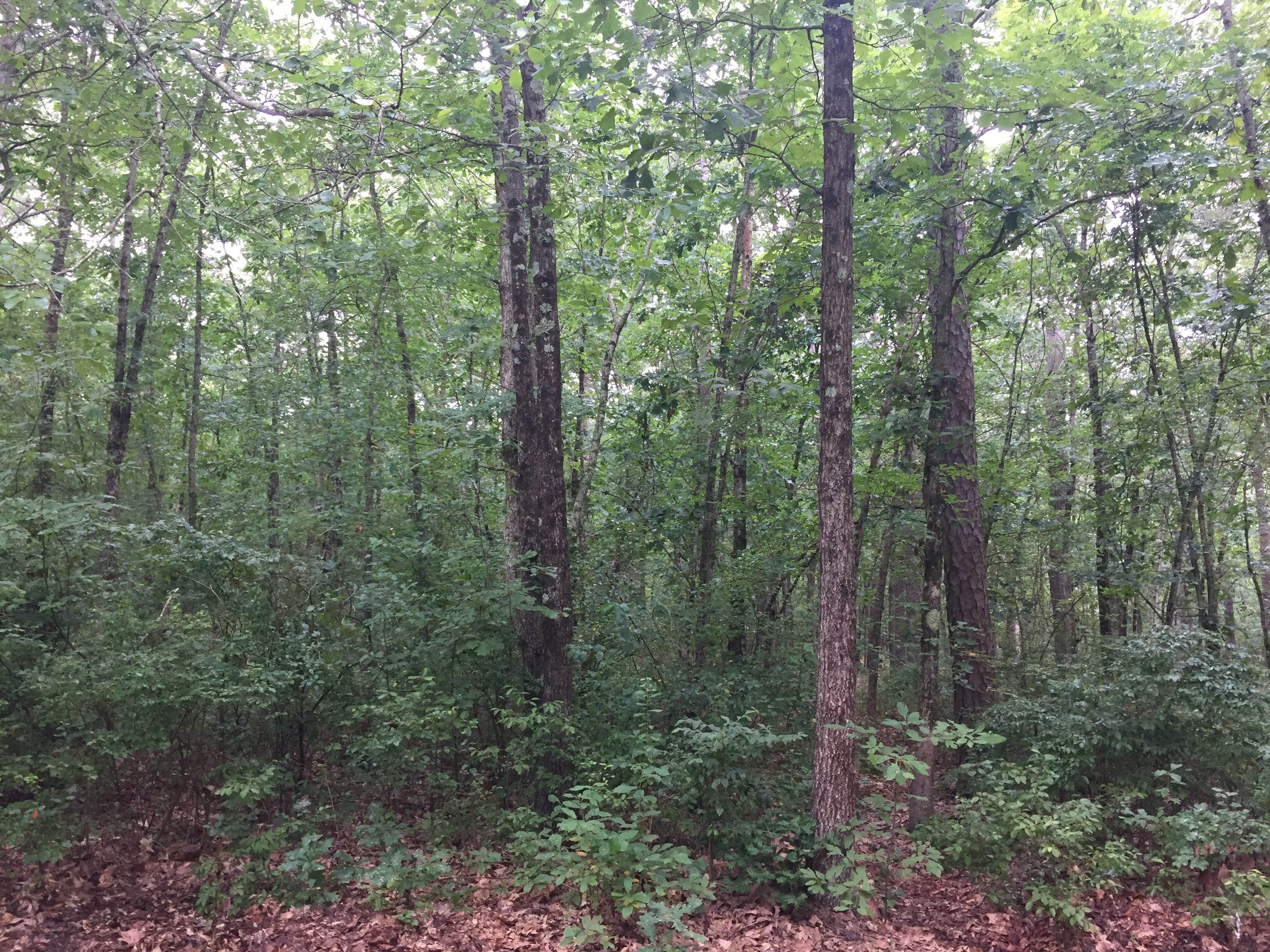 Atsion Wharton State Forest Camping The Dyrt