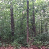 Review photo of Atsion - Wharton State Forest — Wharton State Forest by Tia Y., August 12, 2017