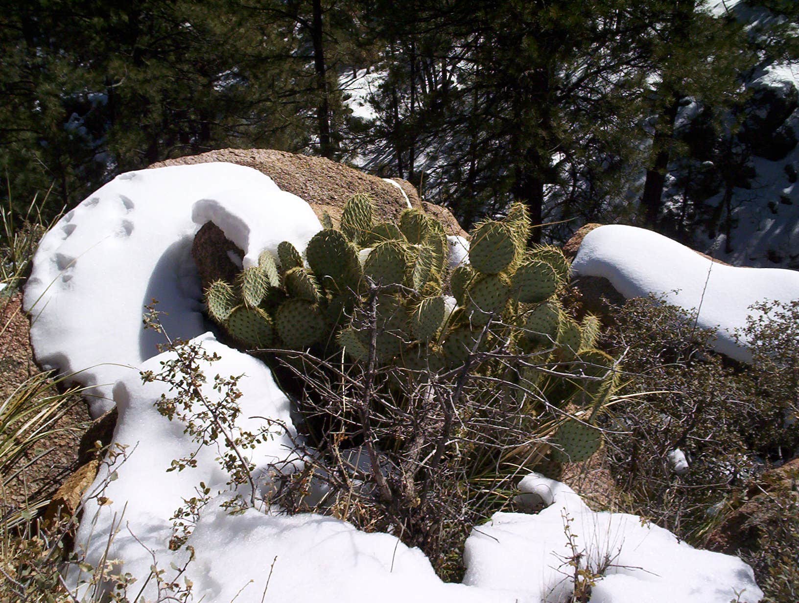 Camper submitted image from Hualapai Mountain Park - 2