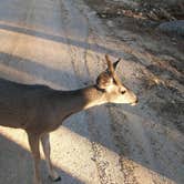 Review photo of Hualapai Mountain Park by Chris G., August 12, 2017