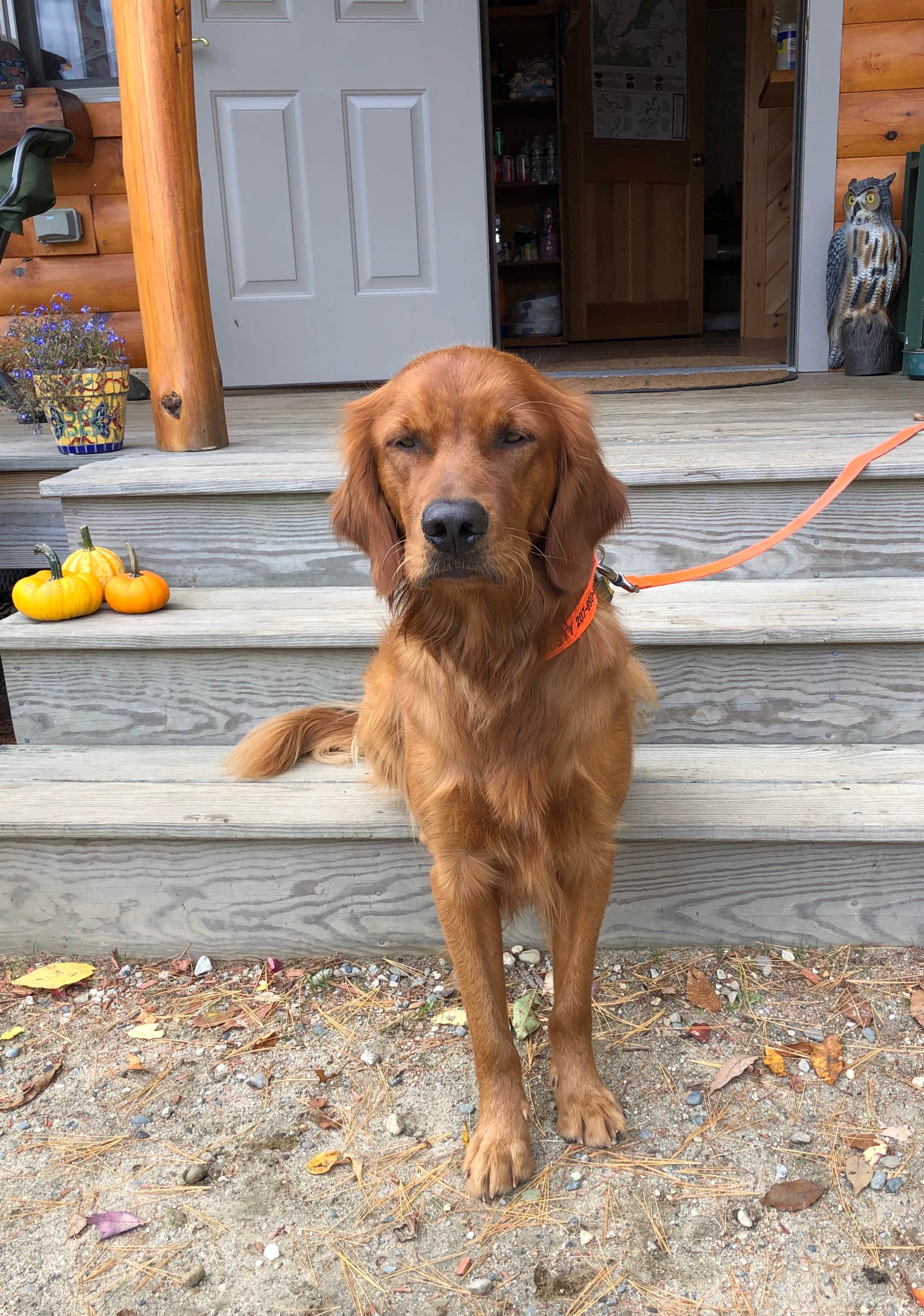 Lee D.'s photo of camping with pets at Grafton Notch Campground near Rumford, ME