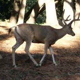 Review photo of Hualapai Mountain Park by Chris G., August 12, 2017