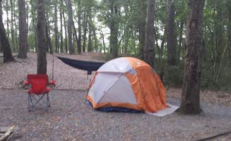 Faye D.'s photo at Carolina Beach State Park Campground near Hampstead, NC