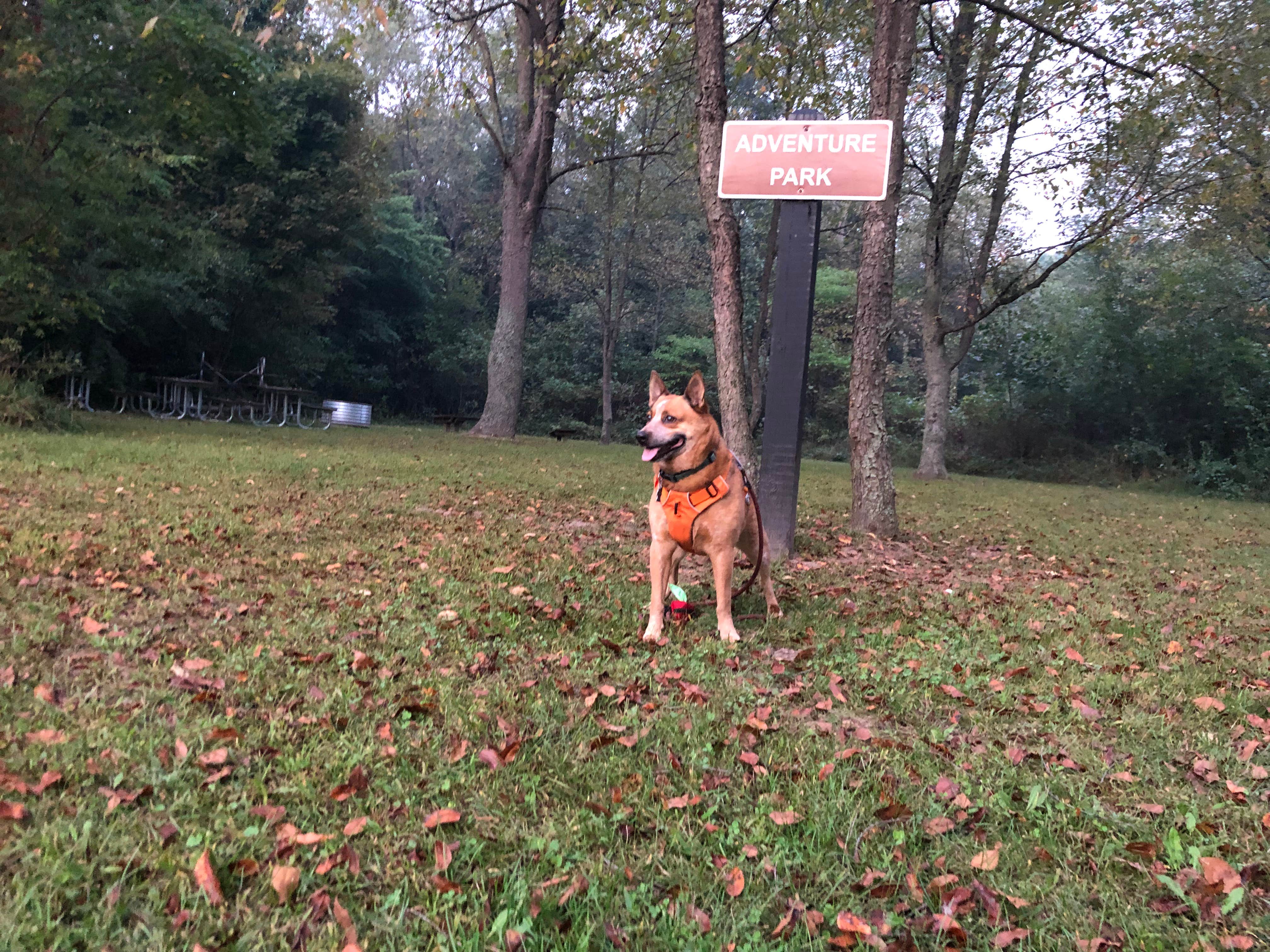 Art S.'s photo of camping with pets at Fort Custer Recreation Area near Portage, MI