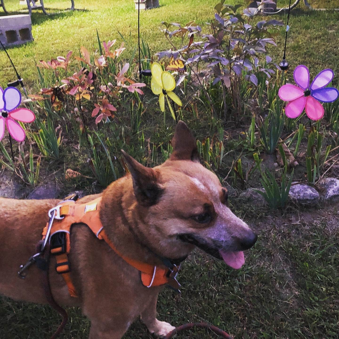 Art S.'s photo of camping with pets at Fort Custer Recreation Area near Portage, MI