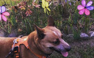 Art S.'s photo of camping with pets at Fort Custer Recreation Area near Augusta, MI
