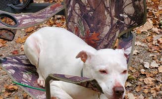 Jeremiah W.'s photo of camping with pets at Charles A. Lindbergh State Park Campground near Saint Cloud, MN