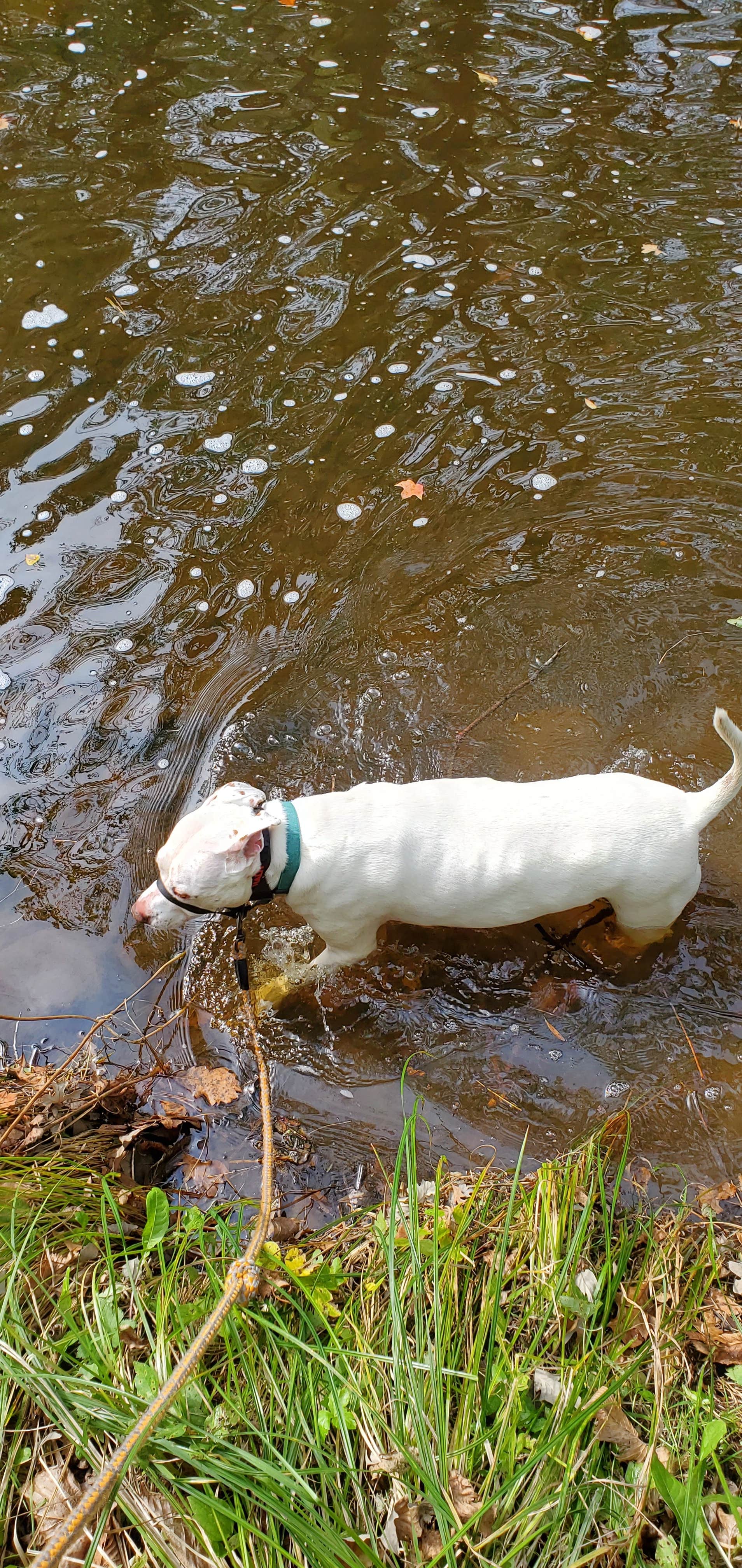 Jeremiah W.'s photo of camping with pets at Charles A. Lindbergh State Park Campground near Brainerd, MN