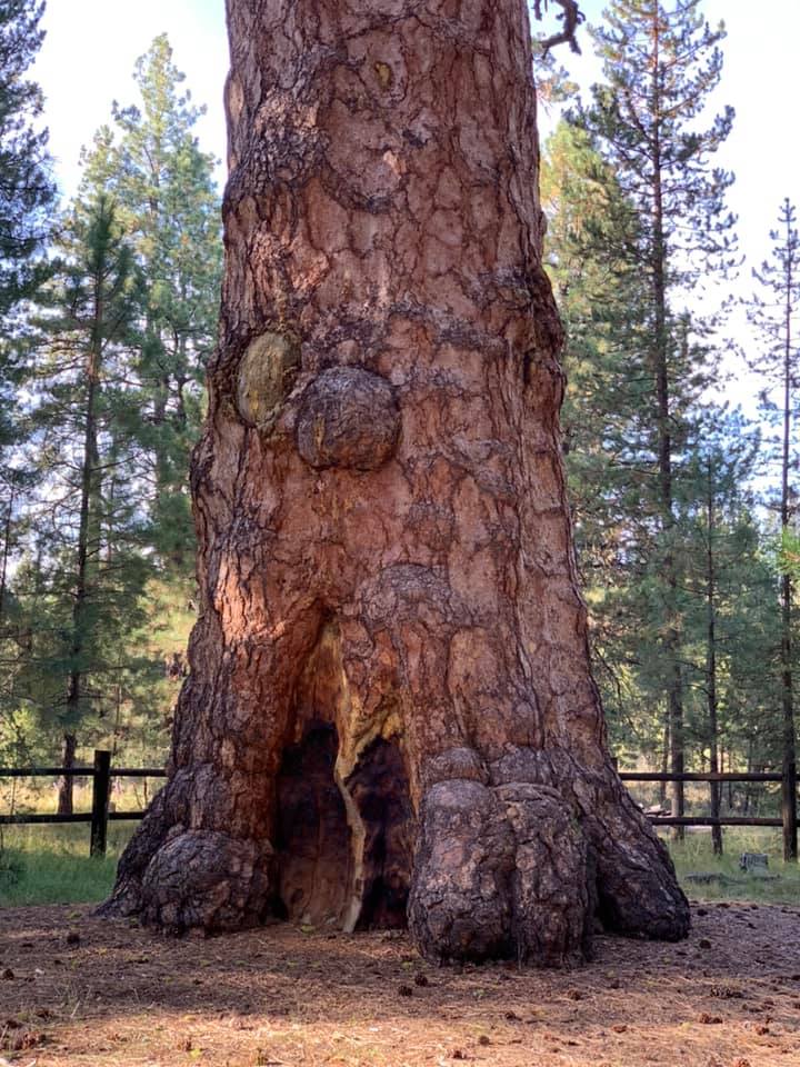 Base of Big Tree