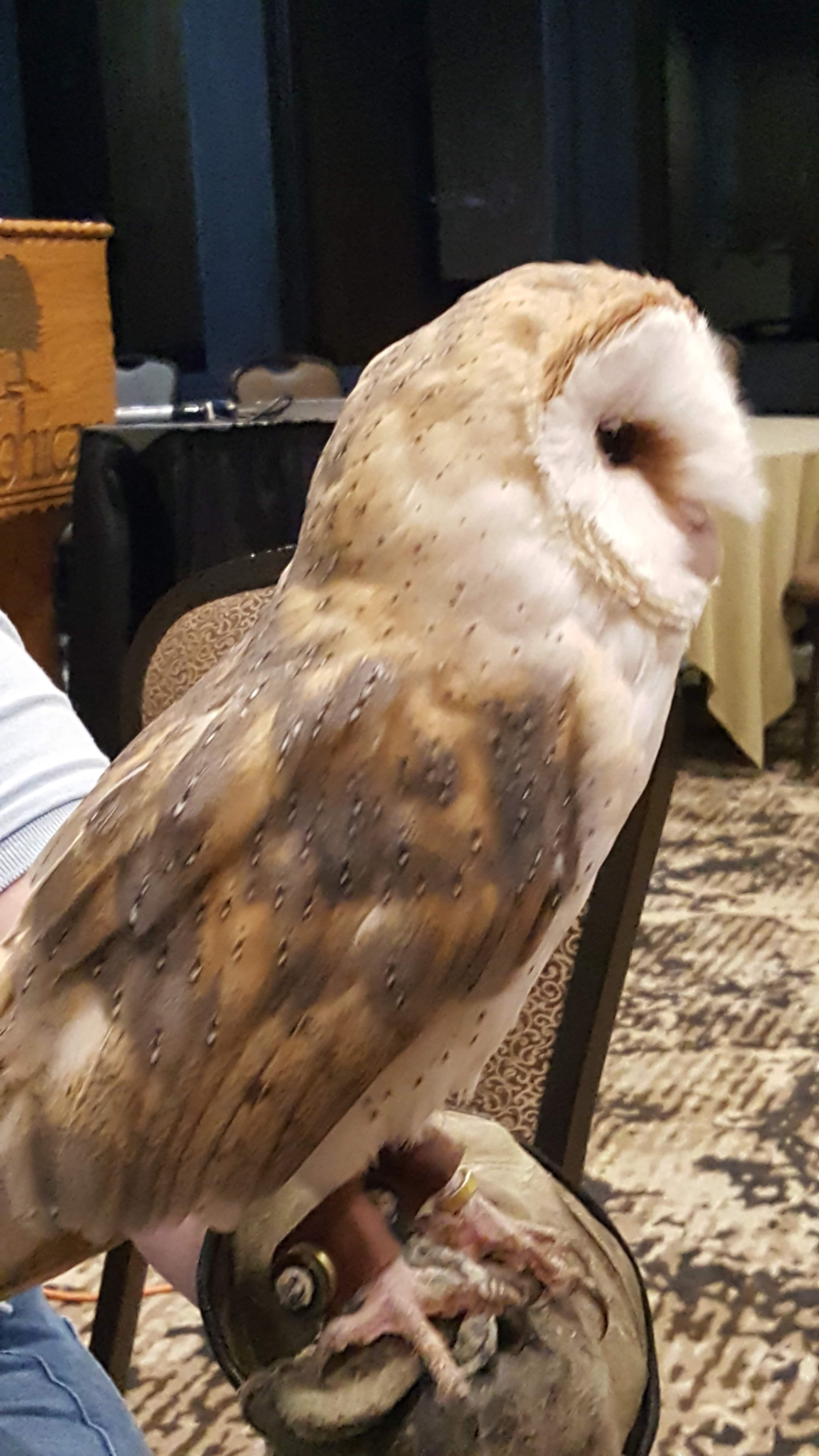 We drove over to the Mohican Lodge in the state park and we were able to see two owls that were there from a local rescue organization that was visiting.