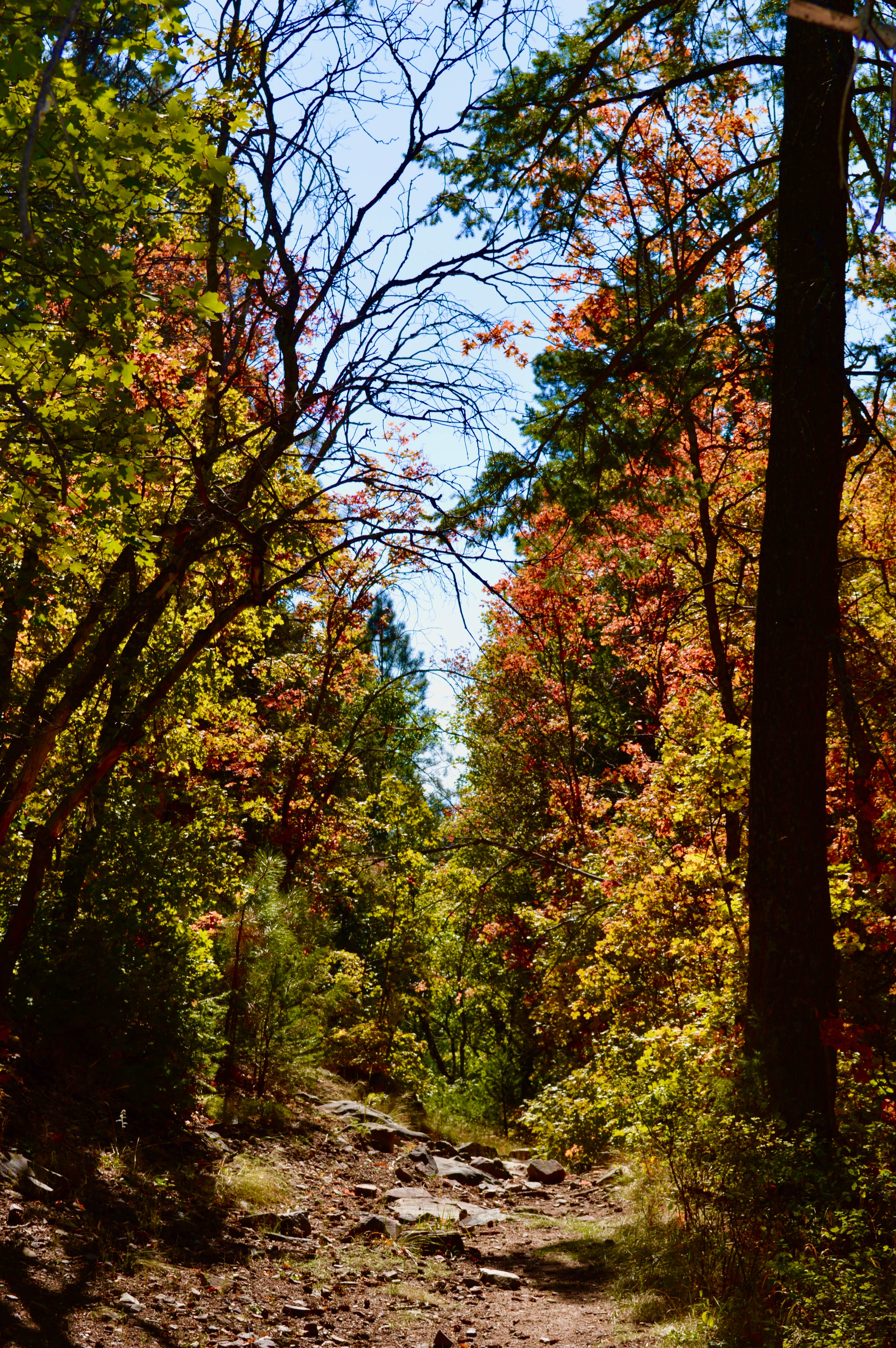 Camper submitted image from Fourth of July Campground - 2