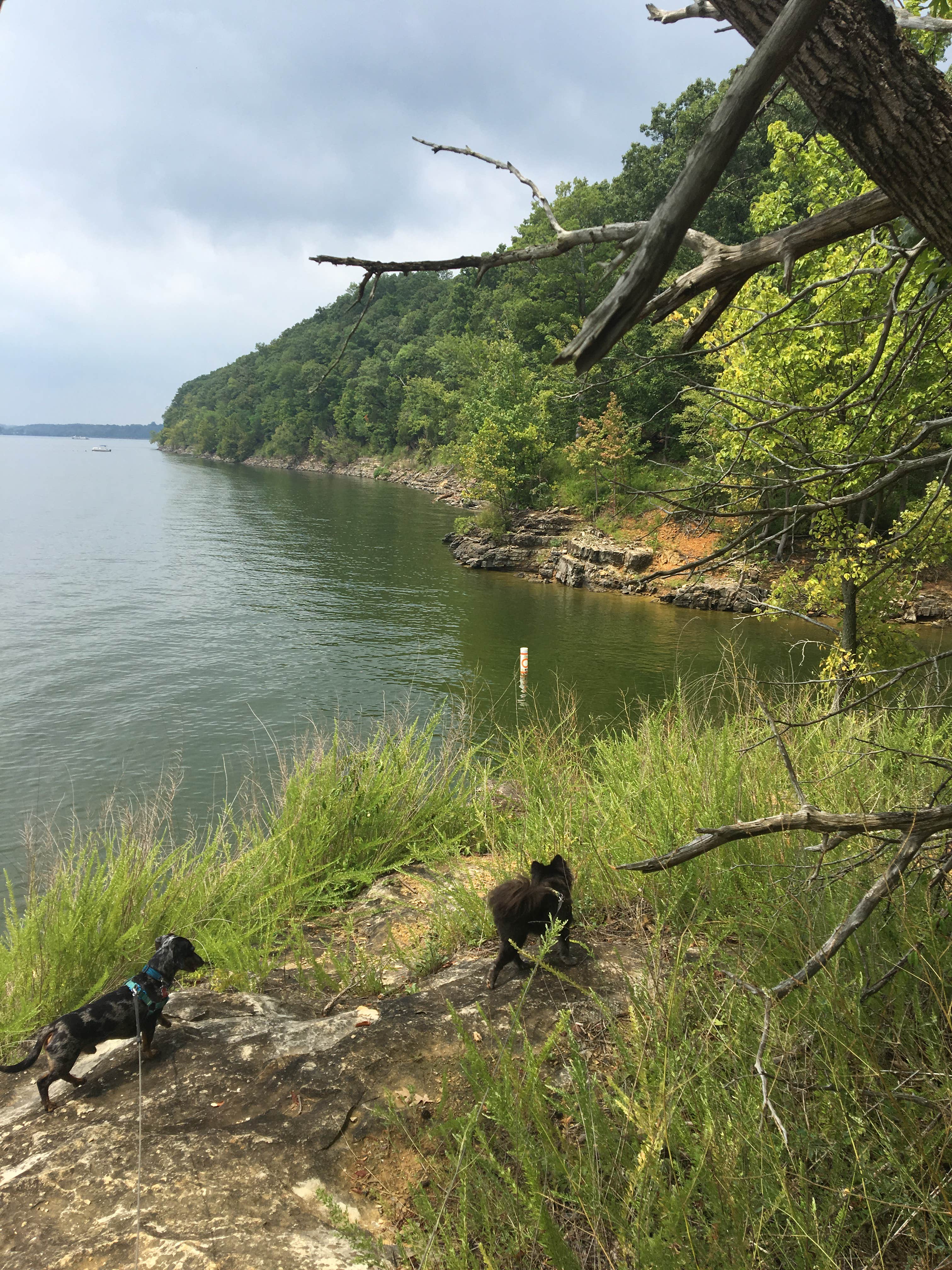 Shelly S.'s photo of camping with pets at The Narrows near Glasgow, KY