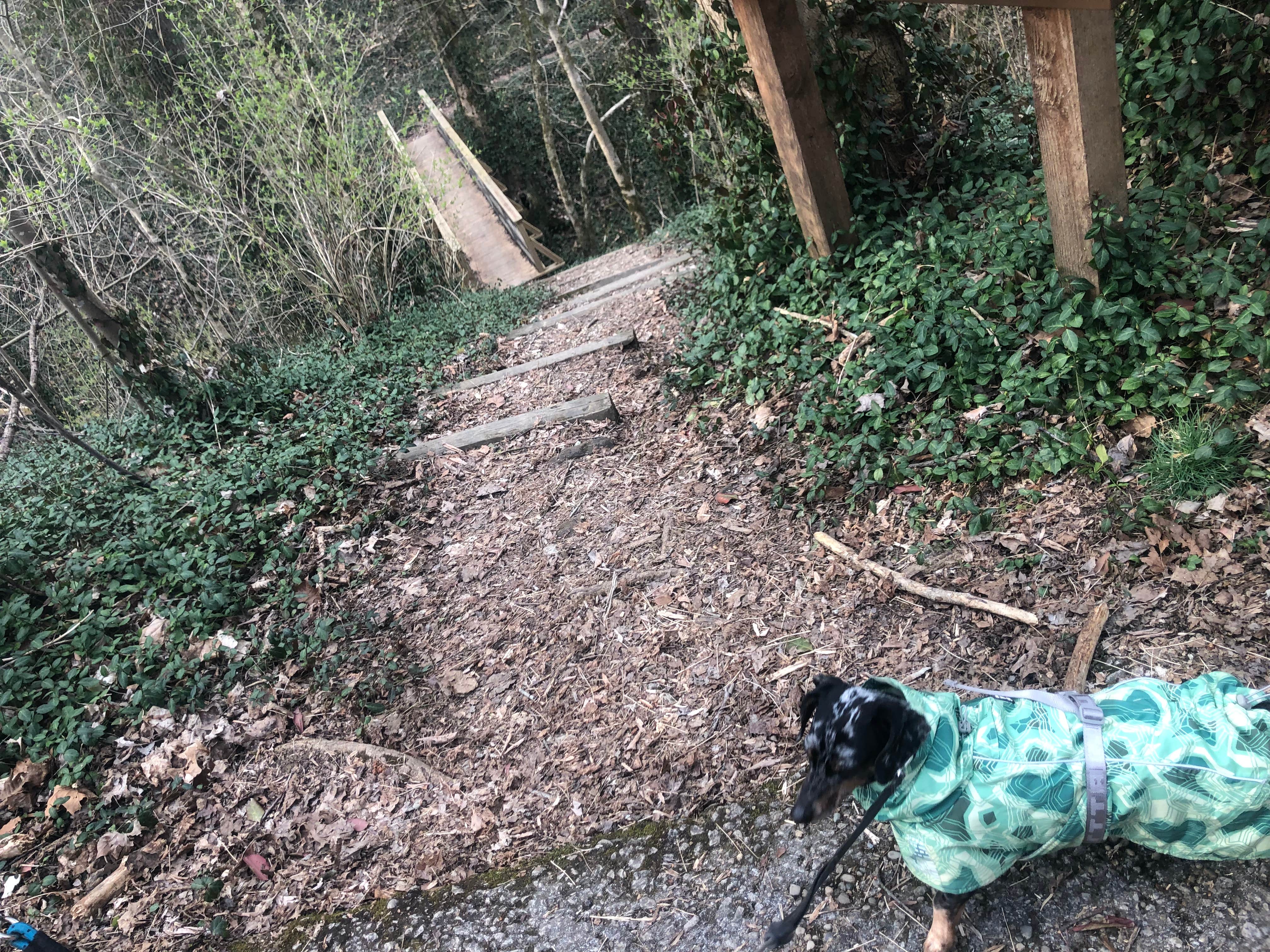 Shelly S.'s photo of camping with pets at Fort Boonesborough State Park Campground near Slade, KY