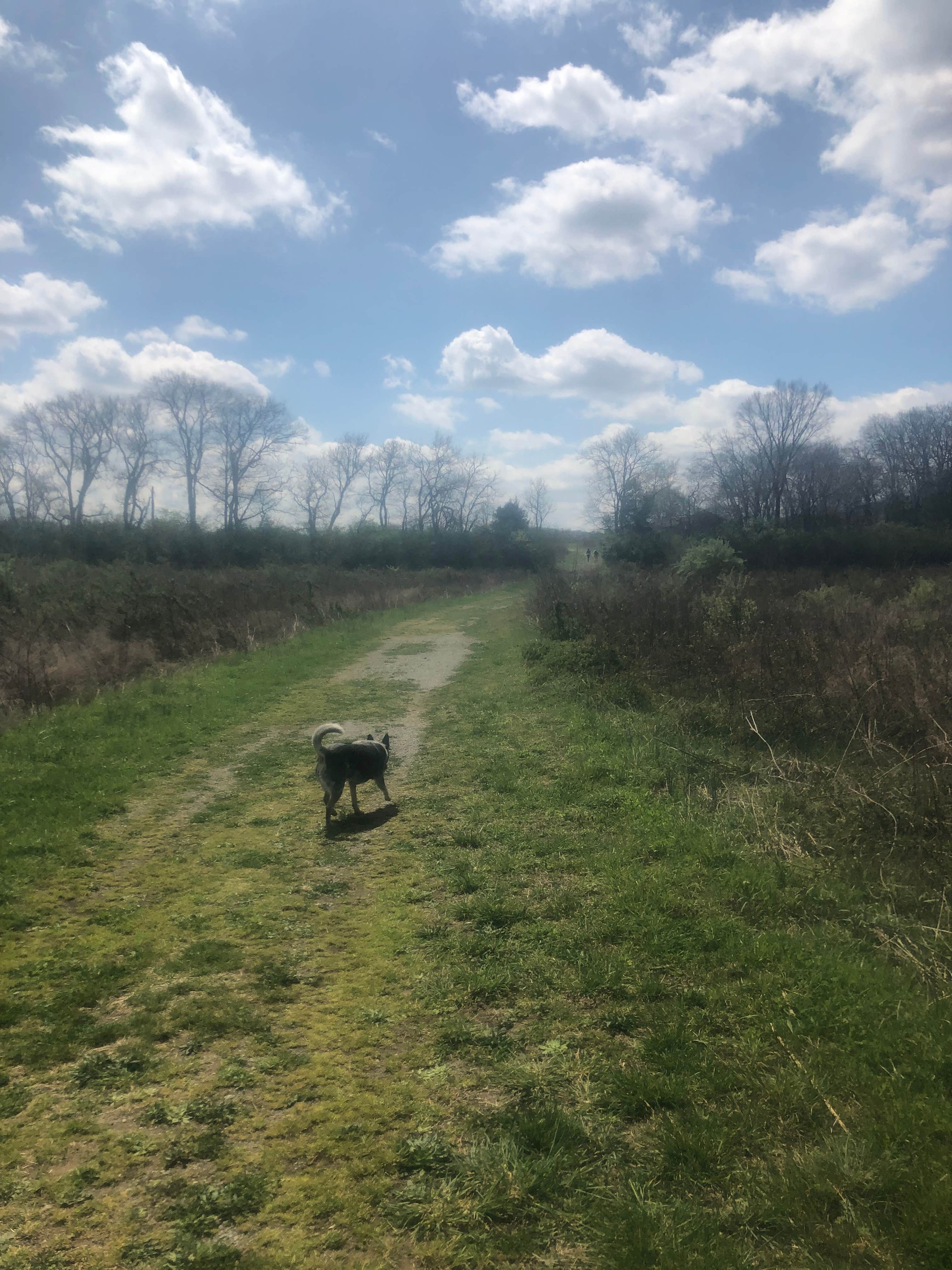 Camper submitted image from Bells Bend Park - 5