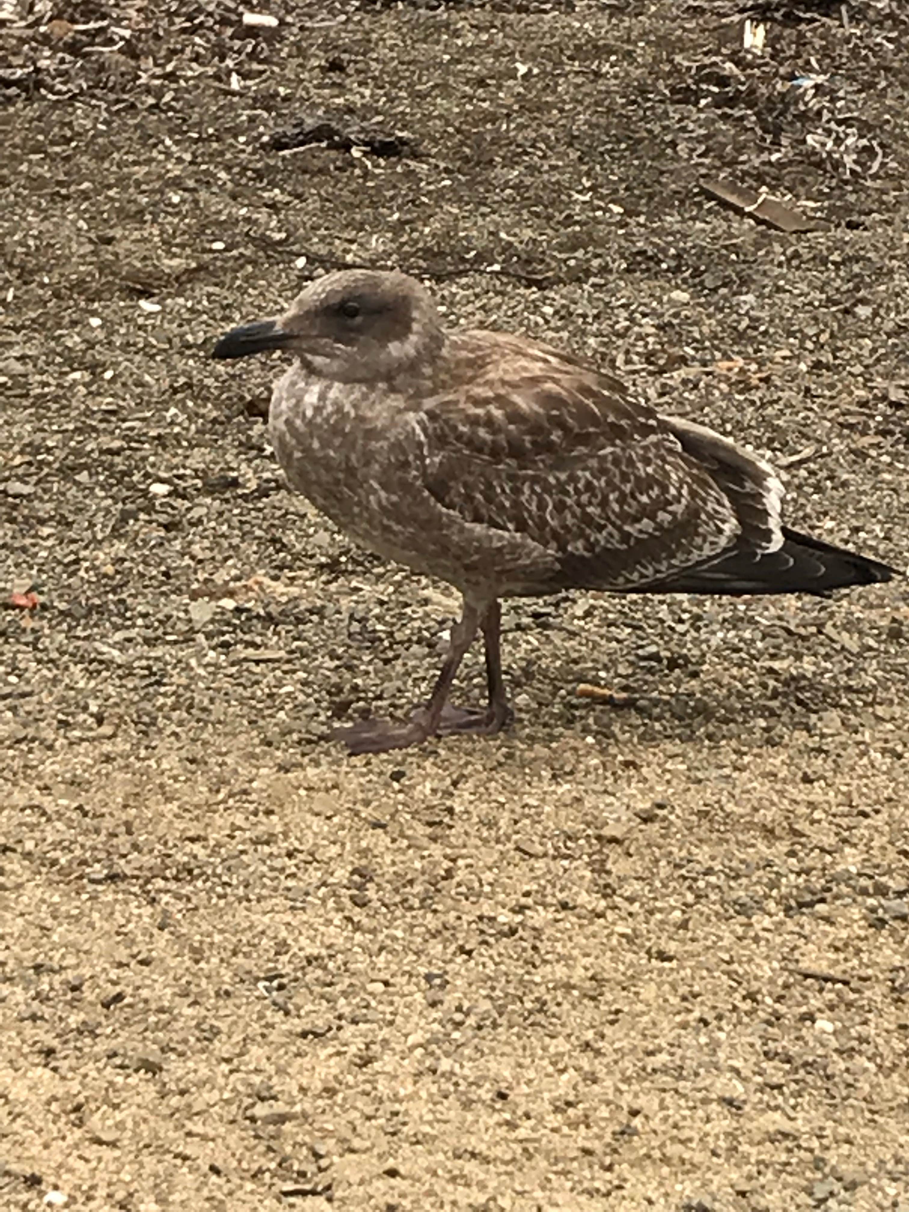Camper-submitted photo at Bodega Bay RV Park near Rutherford, CA