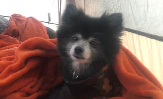Shelly S.'s photo of camping with pets at David Crockett State Park Campground near Lawrenceburg, TN
