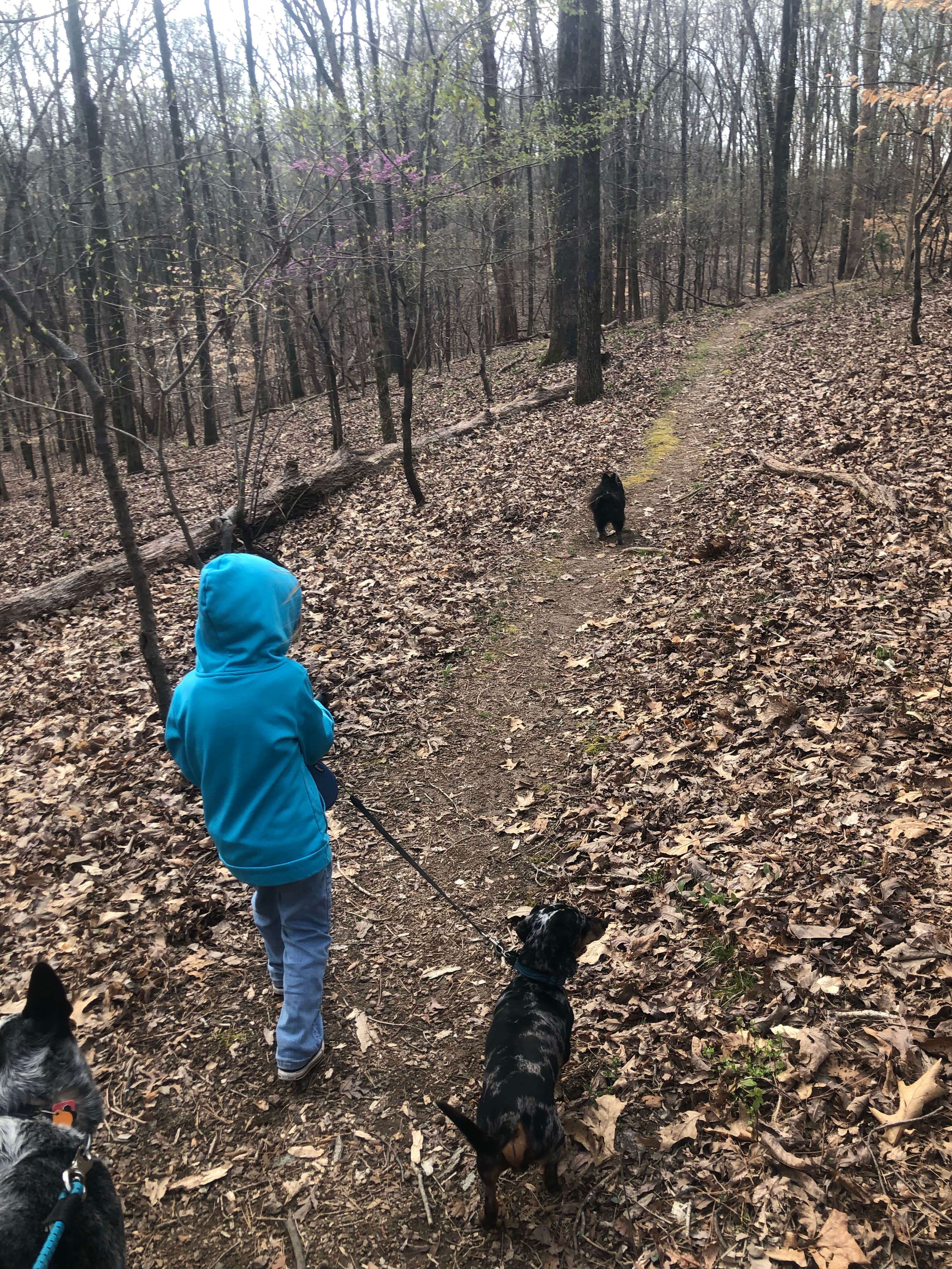 Shelly S.'s photo of camping with pets at David Crockett State Park Campground near Summertown, TN