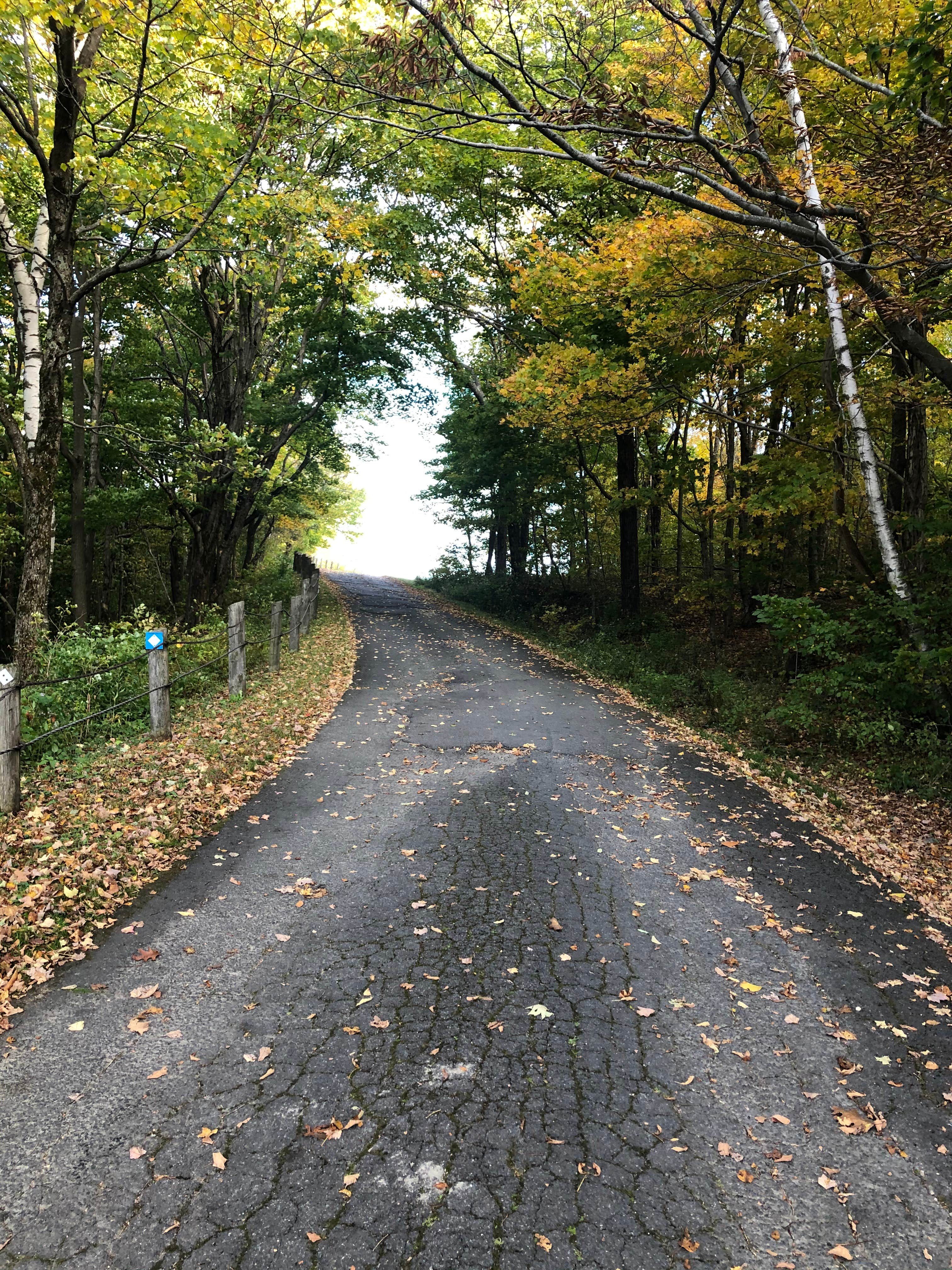 Camper submitted image from Pittsfield State Forest - 5