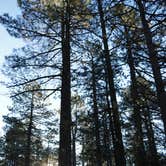 Review photo of Idyllwild Campground — Mount San Jacinto State Park by Stephen S., September 30, 2019