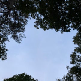 My view from my hammock. Waiting on night to see the stars.