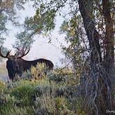 Review photo of Gros Ventre Campground — Grand Teton National Park by Shay F., September 30, 2019