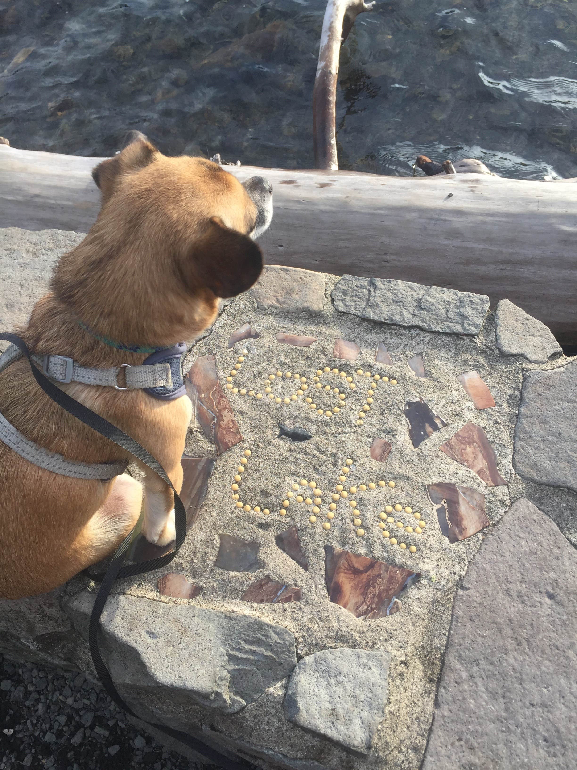Ashley B.'s photo of camping with pets at Lost Lake Resort And Campground — Mt. Hood National Forest near Government Camp, OR