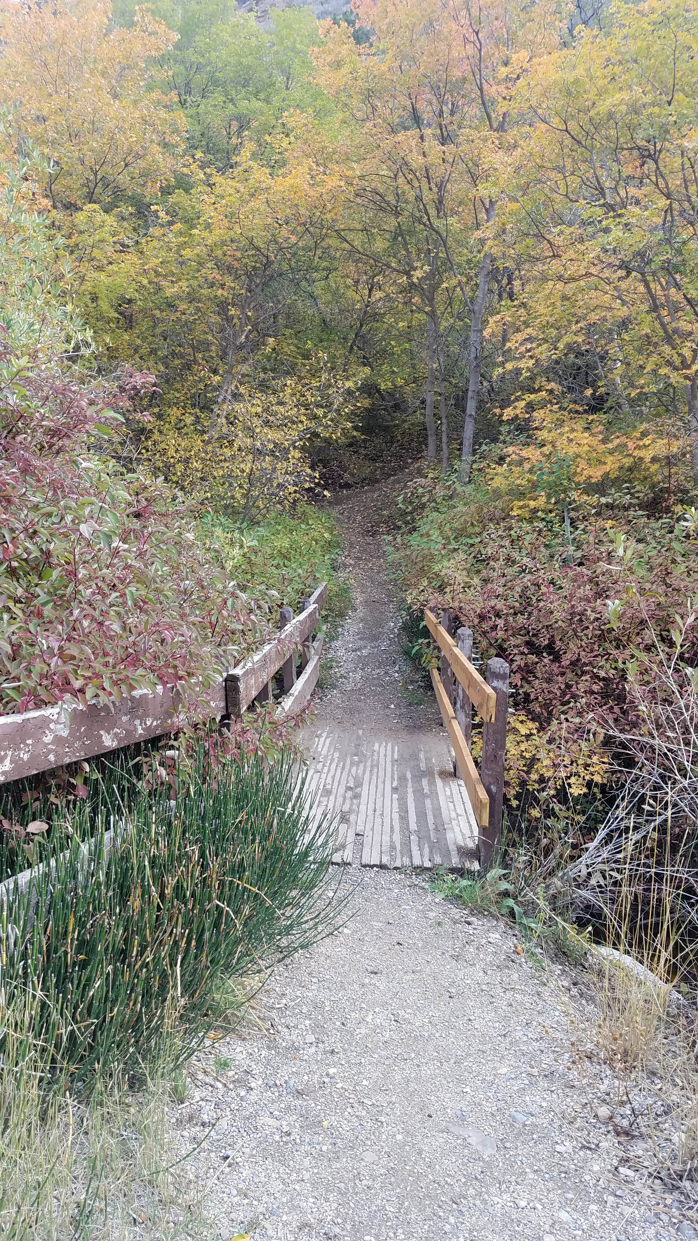 Camper submitted image from Cottonwood Campground Slrd — Uinta Wasatch Cache National Forest - 4