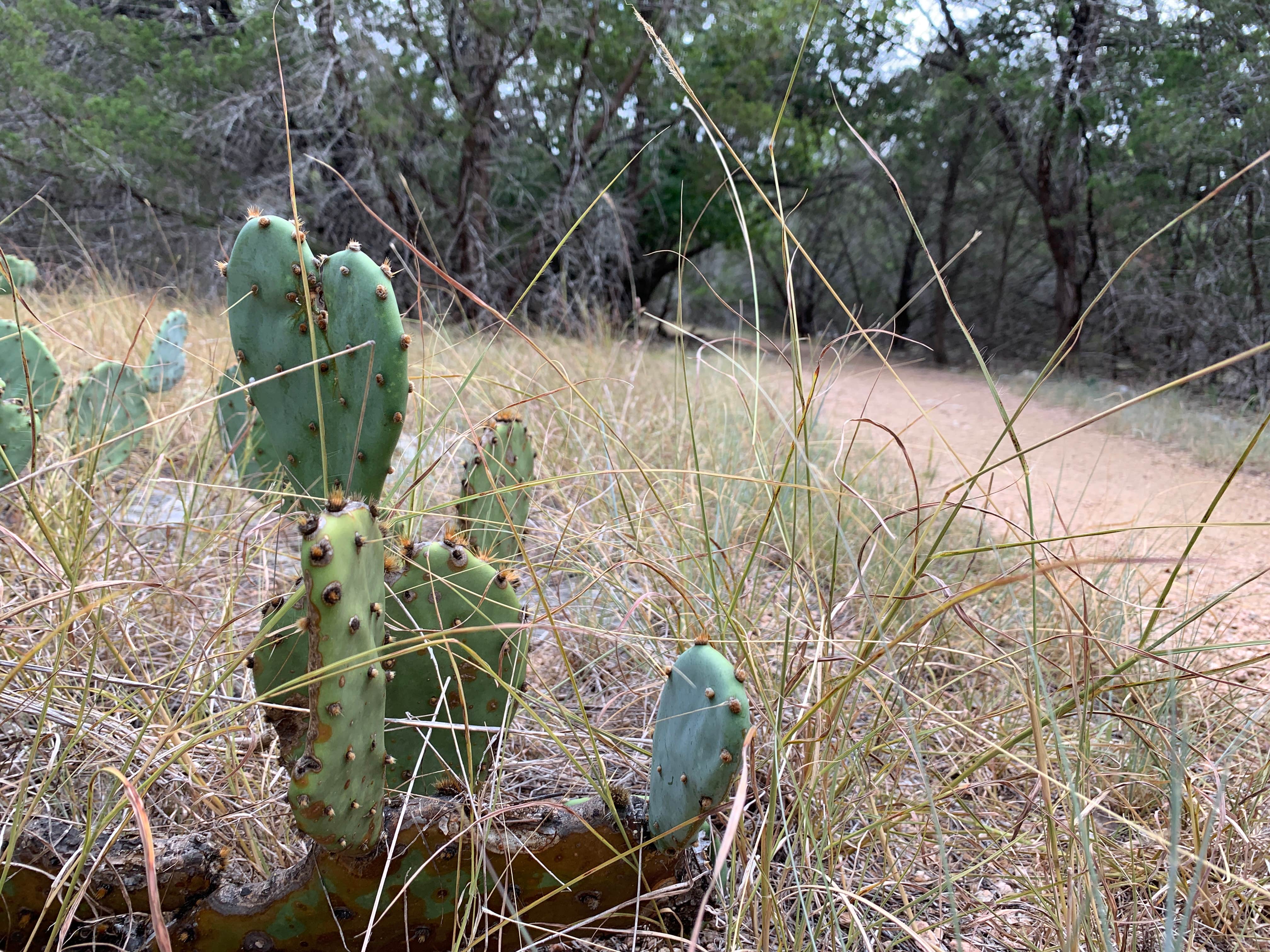 Camper submitted image from San Gabriel River Trail - 2