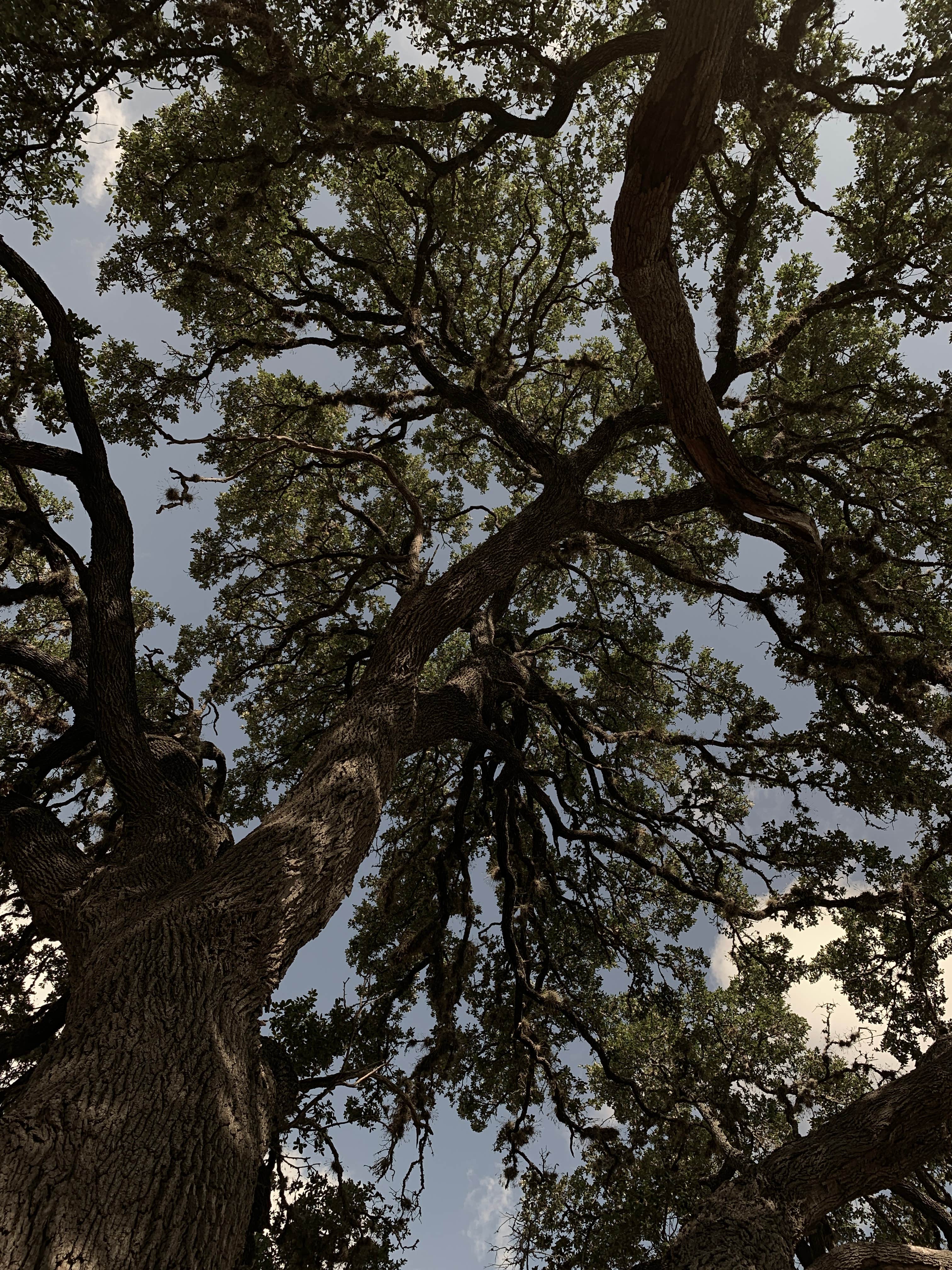 Sawyer Park Primitive Campsites