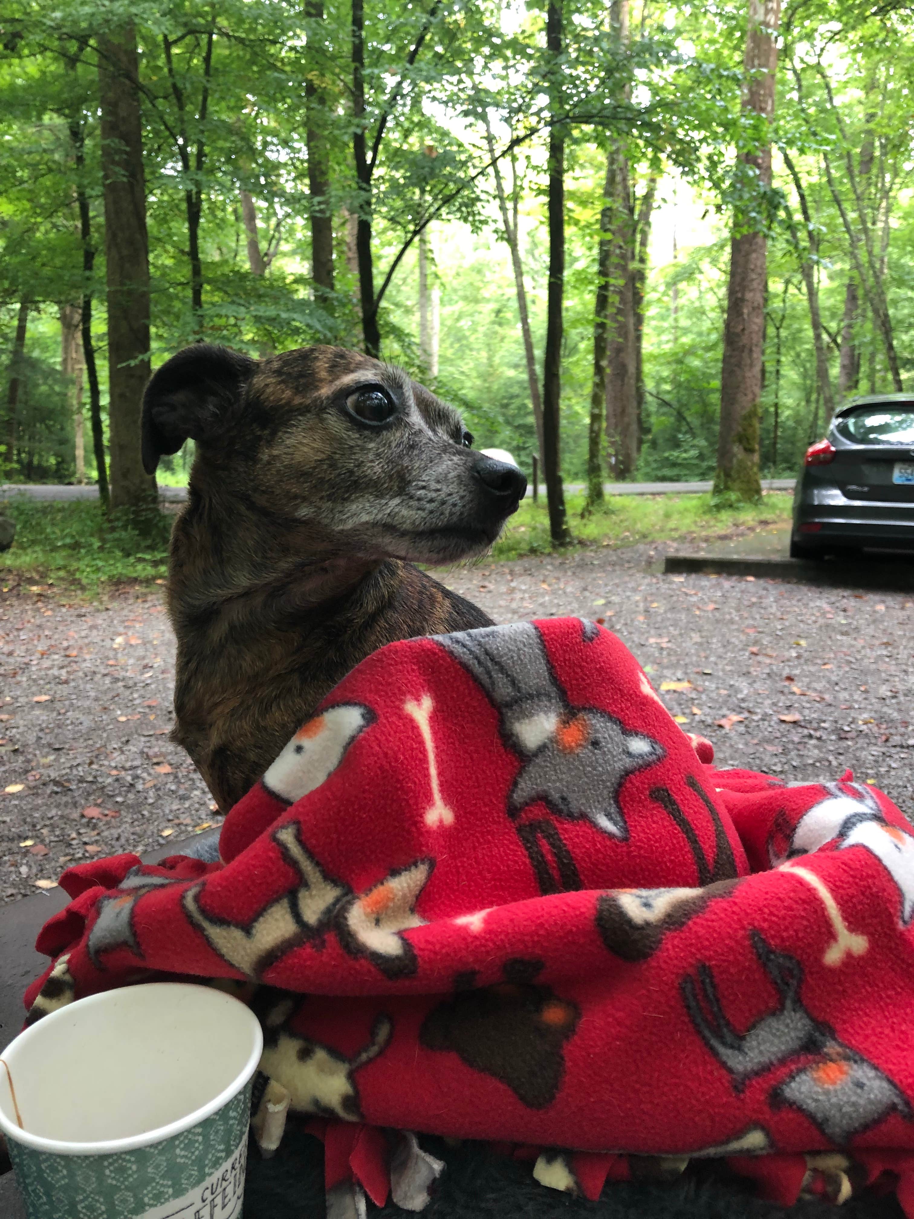 Alicia F.'s photo of camping with pets at Elkmont Campground — Great Smoky Mountains National Park near Sevierville, TN