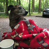 Review photo of Elkmont Campground — Great Smoky Mountains National Park by Alicia F., October 1, 2019
